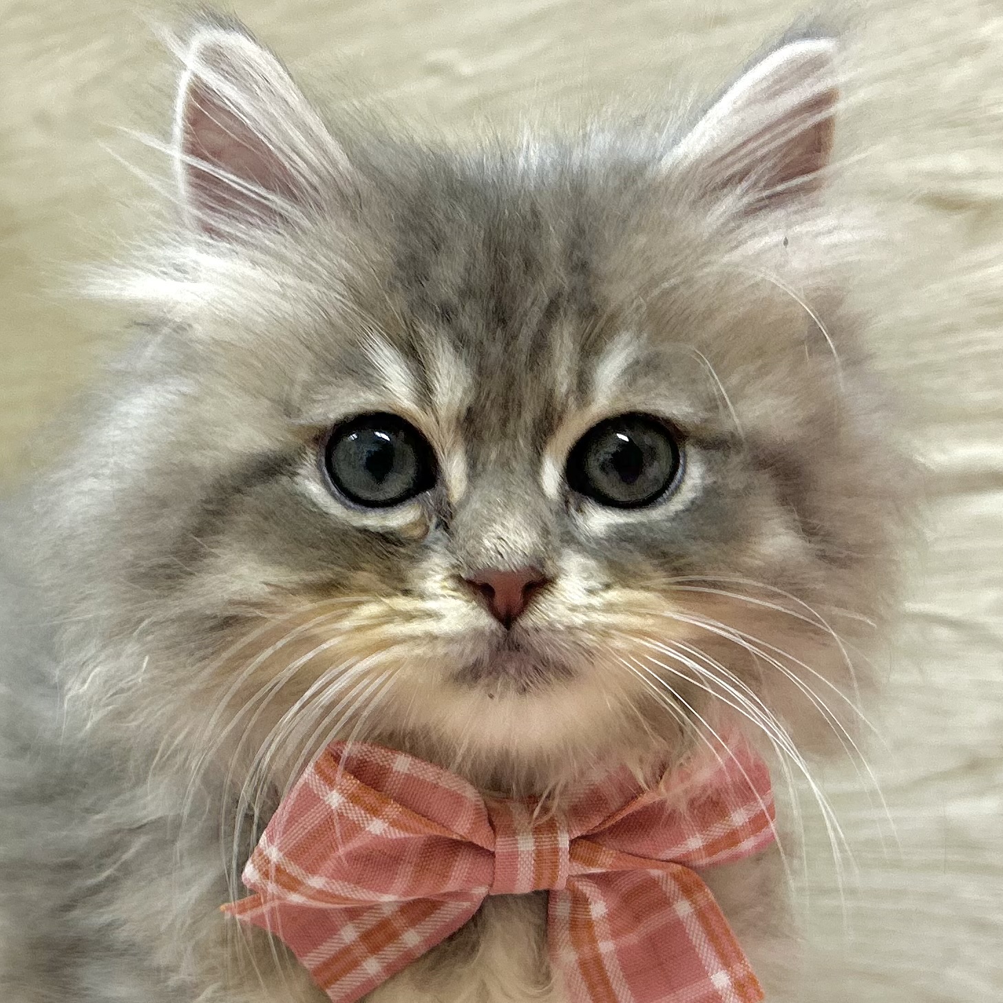 大阪府のサイベリアン (犬の家＆猫の里そよら東岸和田店/2025年9月5日生まれ/女の子/ブルータビーホワイト)の子猫の1枚目の画像