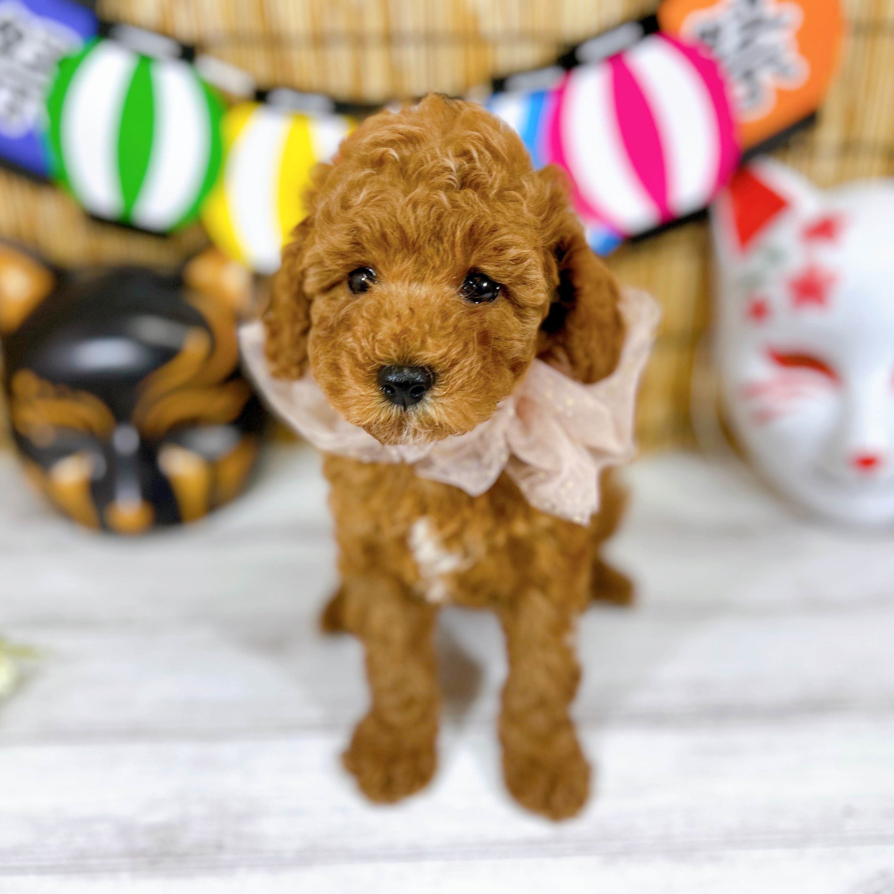 神奈川県のトイプードル(トイ) (犬の家＆猫の里小田原店/2025年7月21日生まれ/男の子/レッド)の子犬の1枚目の画像