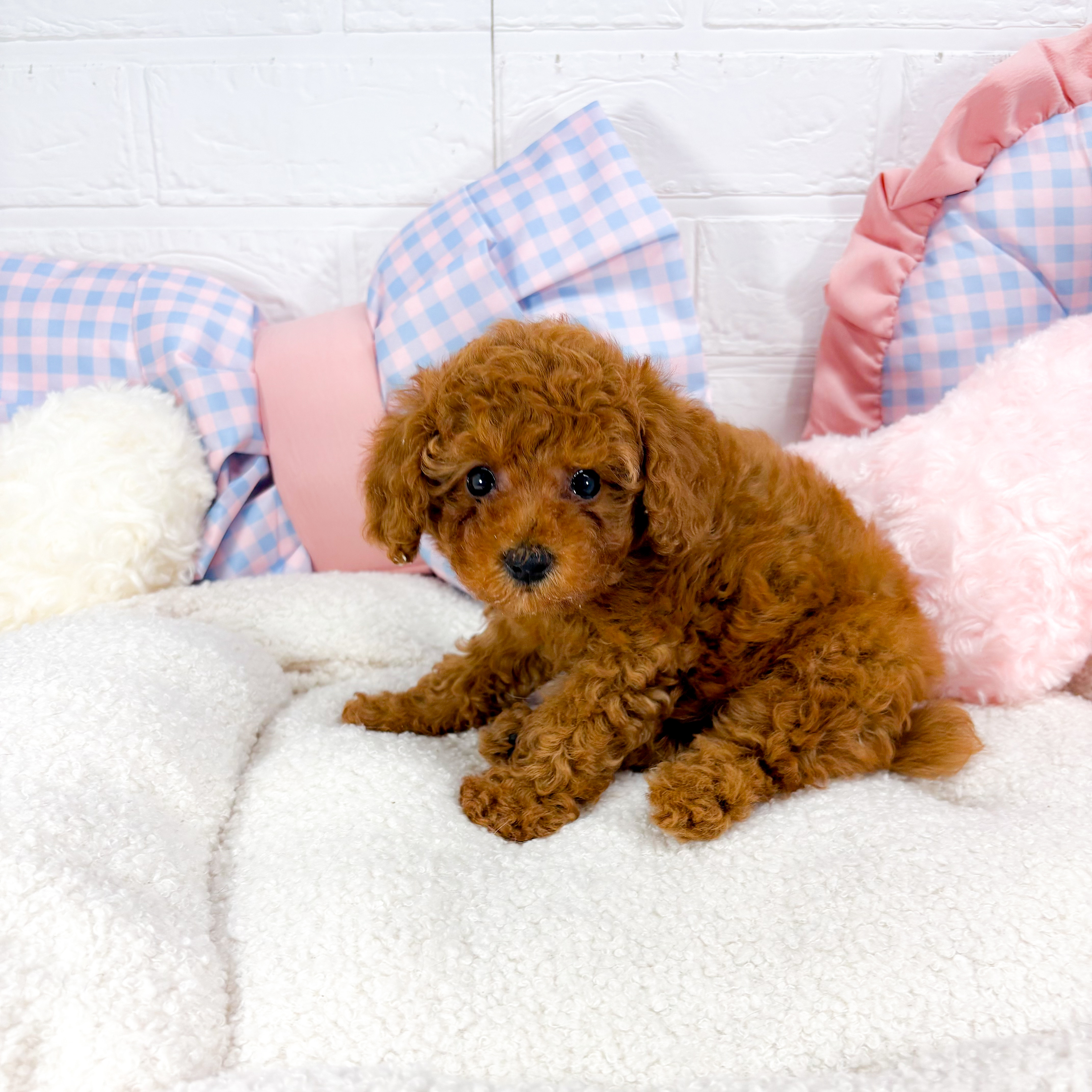 神奈川県のトイプードル(トイ) (犬の家＆猫の里元住吉ブレーメン通り店/2025年5月12日生まれ/女の子/レッド)の子犬の2枚目の画像