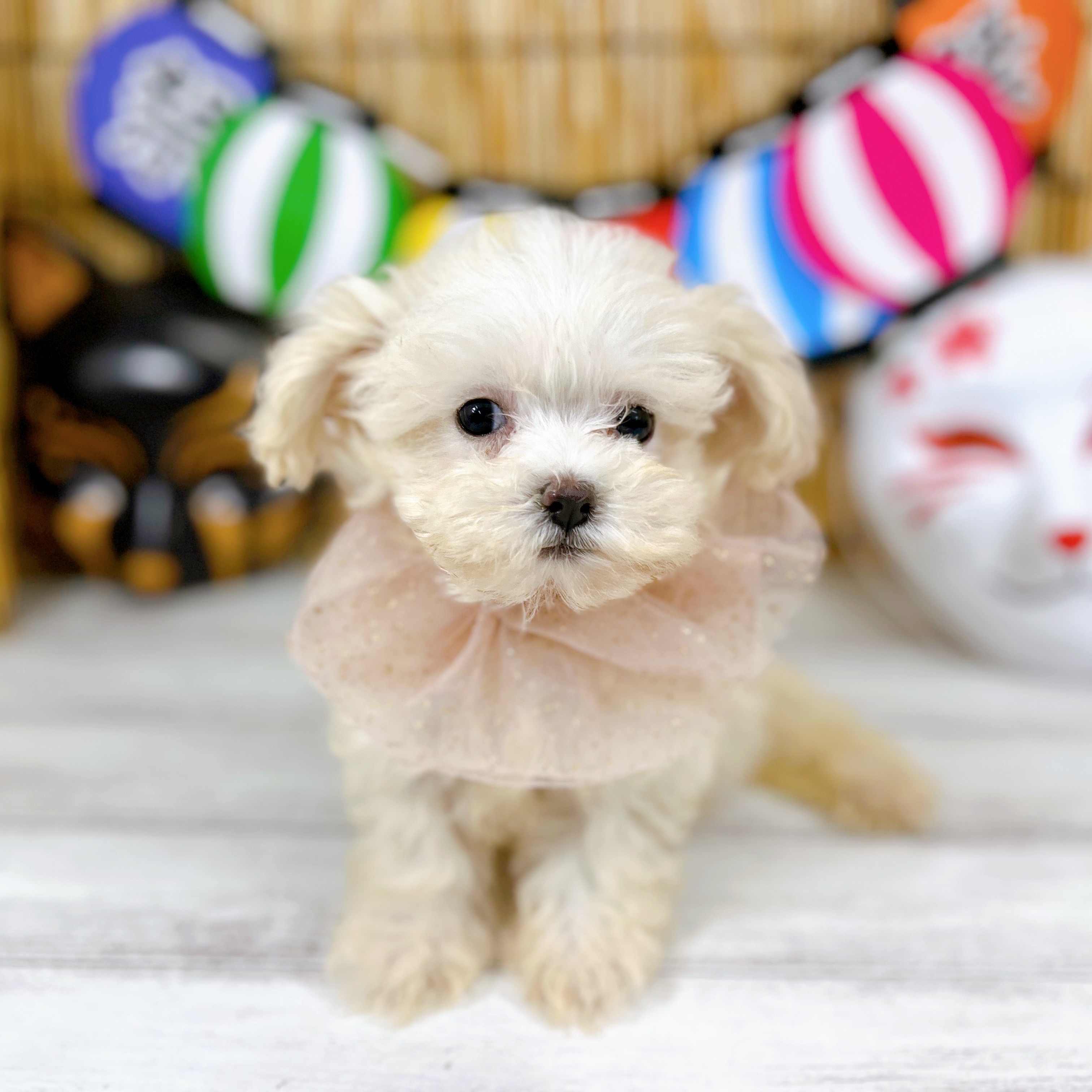 ハーフ犬の写真