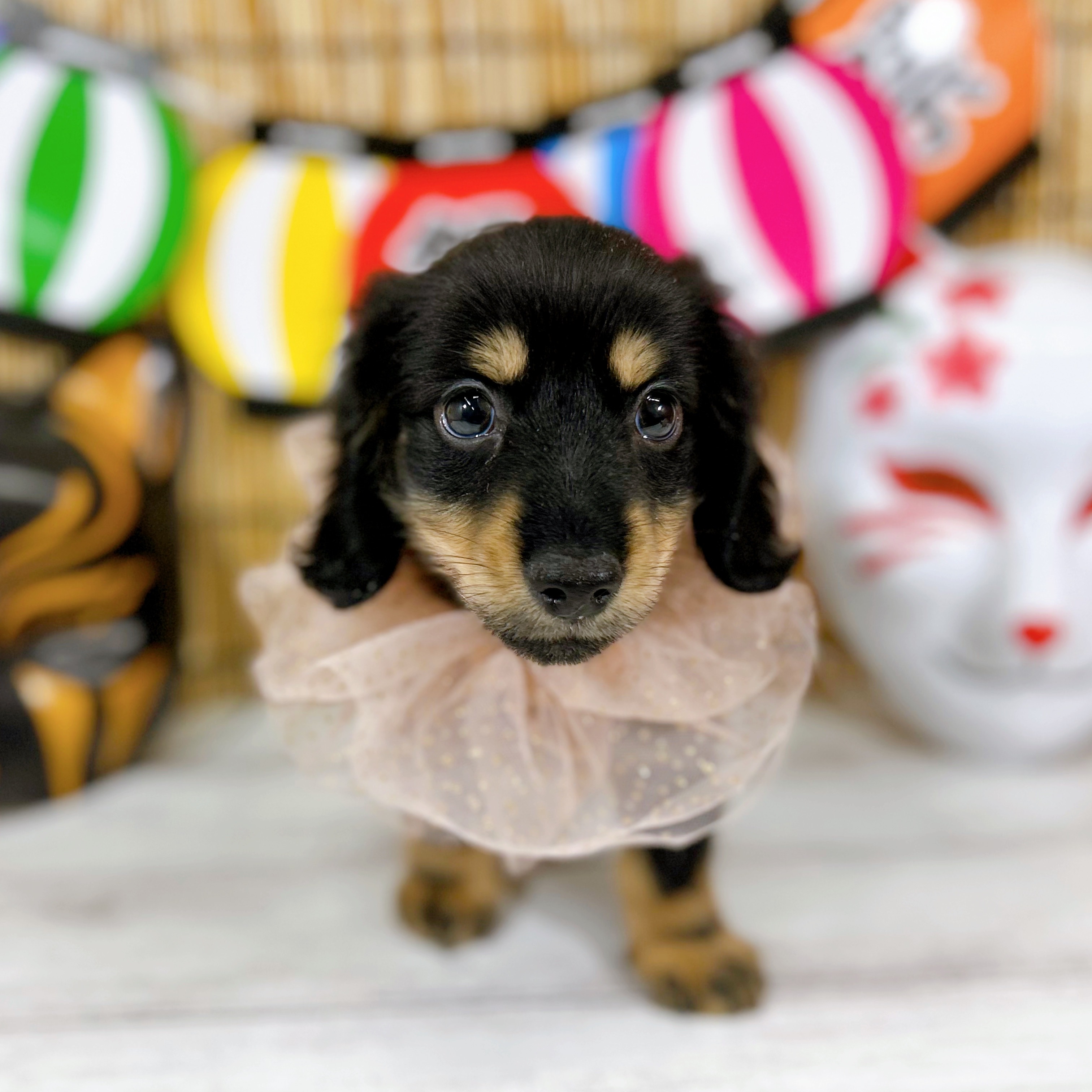 神奈川県のミニチュアダックスフンド(ロング) (犬の家＆猫の里小田原店/2025年7月21日生まれ/男の子/ブラックタン)の子犬の1枚目の画像