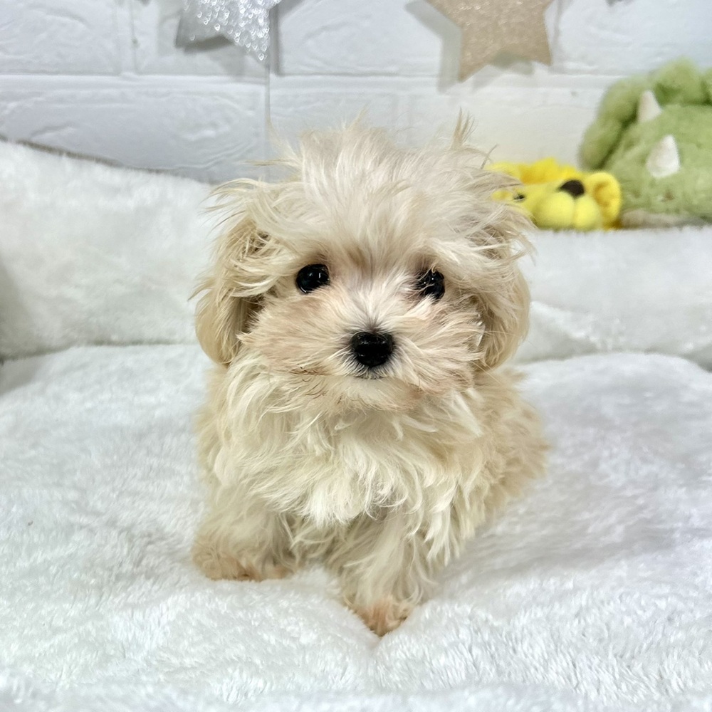 兵庫県のマルプー(マルチーズ×プードル) (犬の家＆猫の里ニッケパークタウン加古川店/2025年11月16日生まれ/女の子/クリームホワイト)の子犬の1枚目の画像