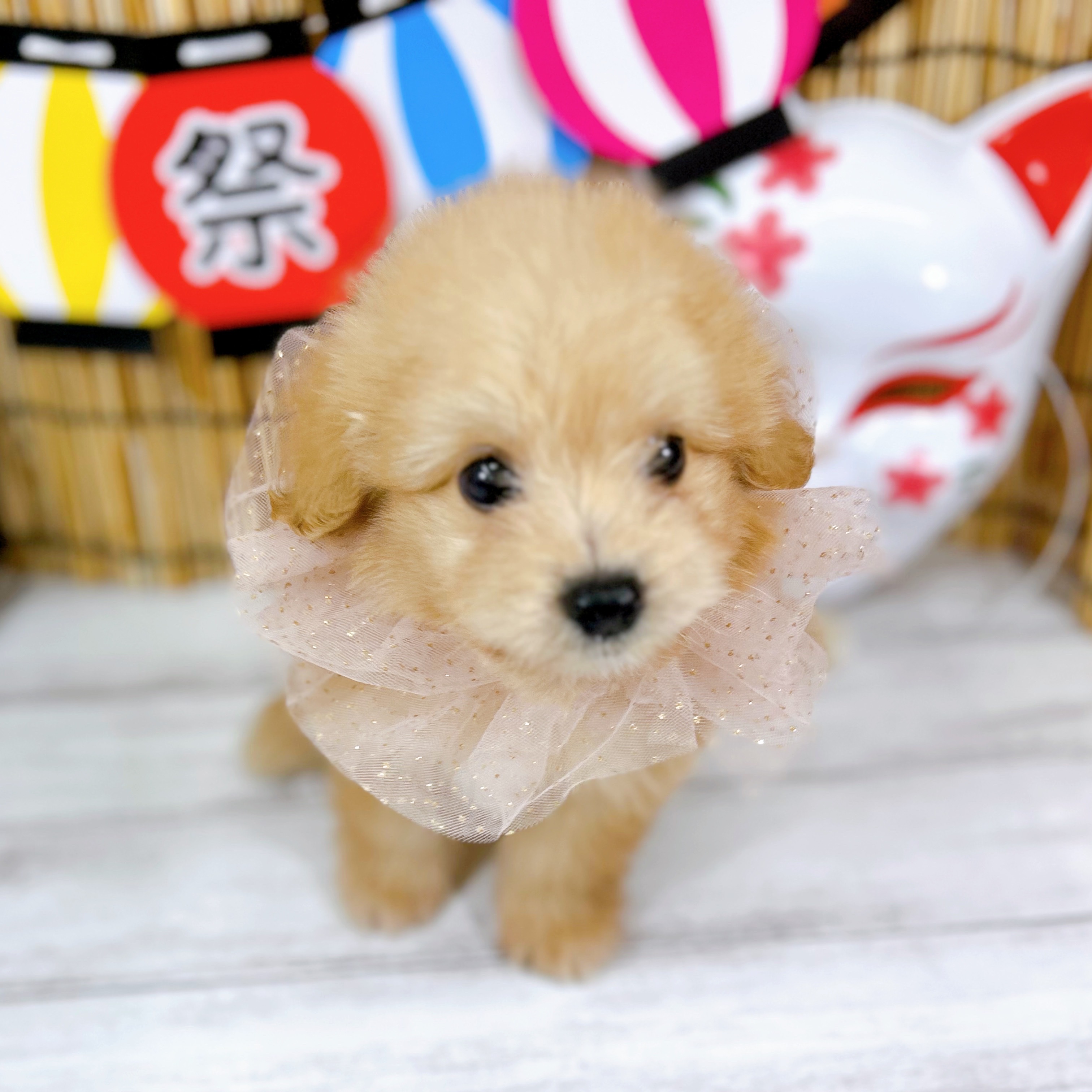 ハーフ犬の写真