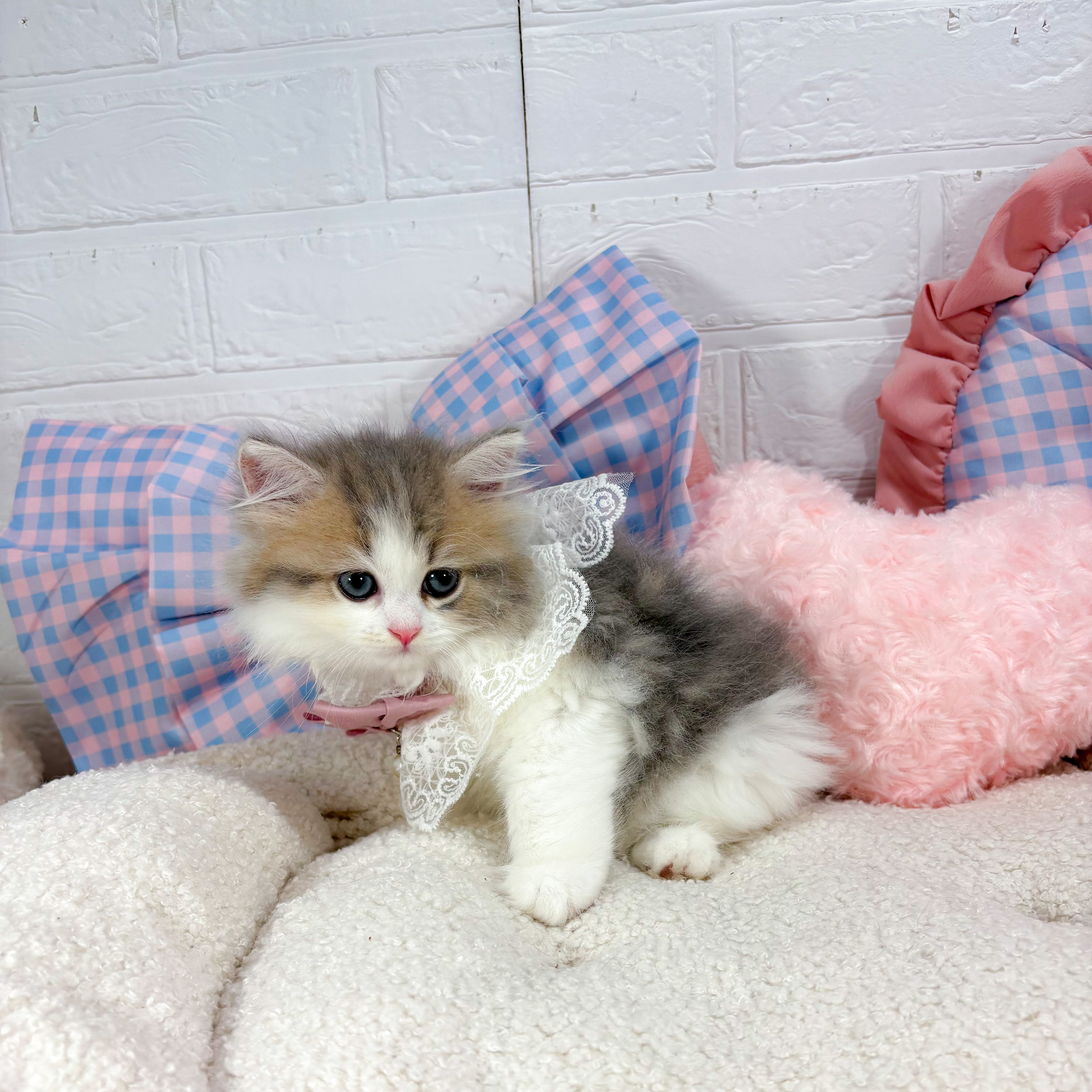 神奈川県のミヌエット (犬の家＆猫の里元住吉ブレーメン通り店/2025年5月12日生まれ/女の子/ブルータビーホワイト)の子猫の2枚目の画像