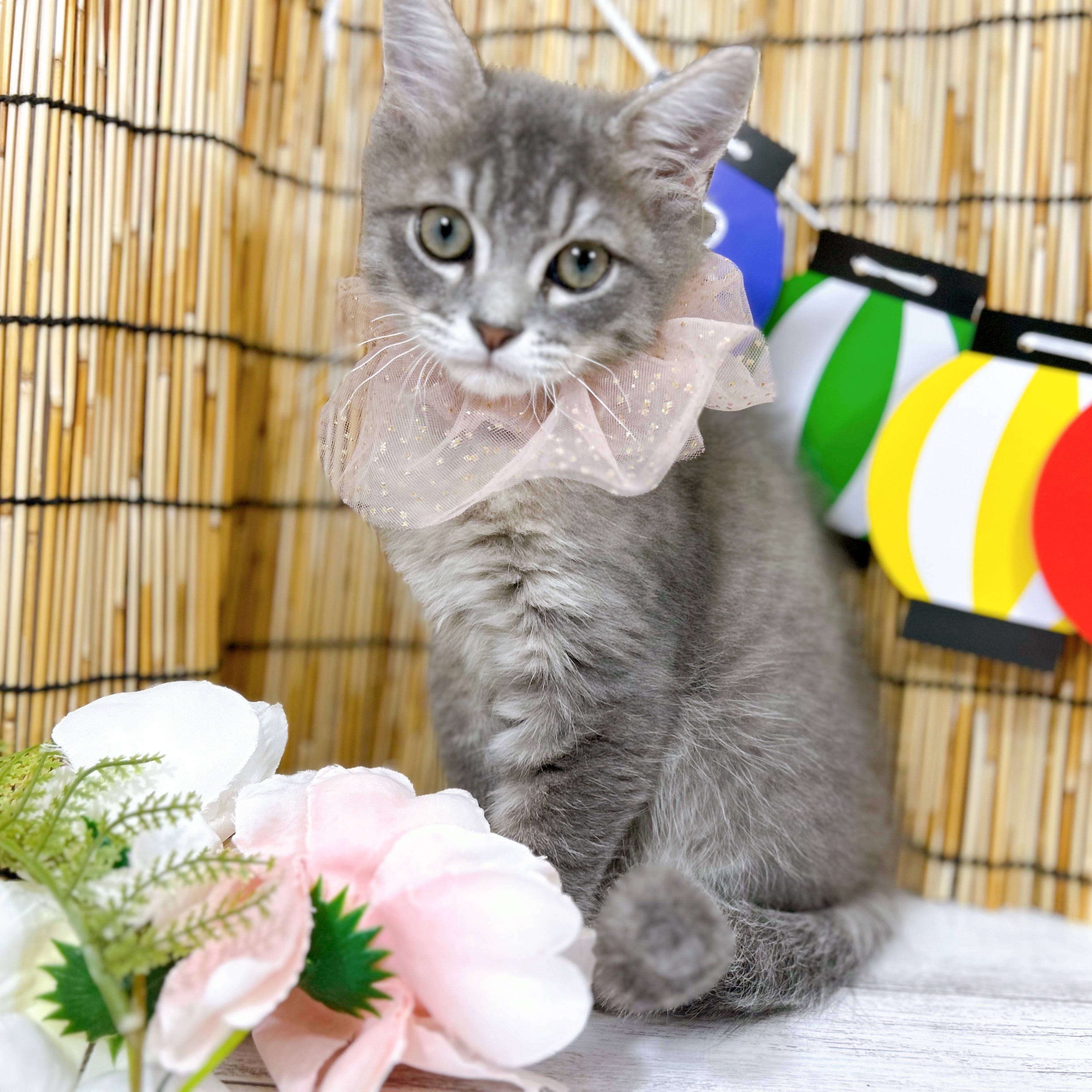 神奈川県のミヌエット (犬の家＆猫の里小田原店/2025年7月8日生まれ/男の子/ブルータビー)の子猫の1枚目の画像