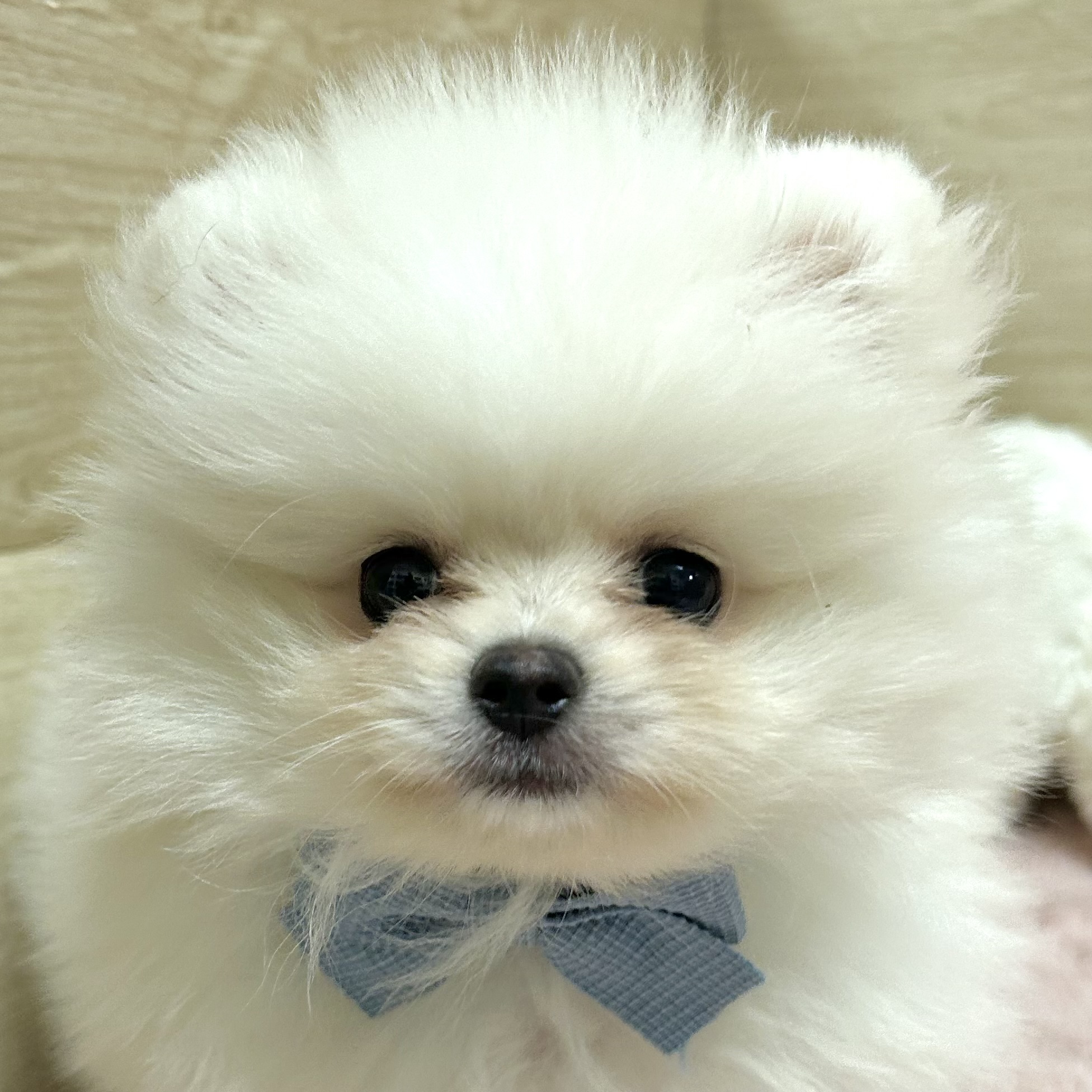 大阪府のポメラニアン (犬の家＆猫の里そよら東岸和田店/2025年9月5日生まれ/男の子/クリームホワイト)の子犬の2枚目の画像