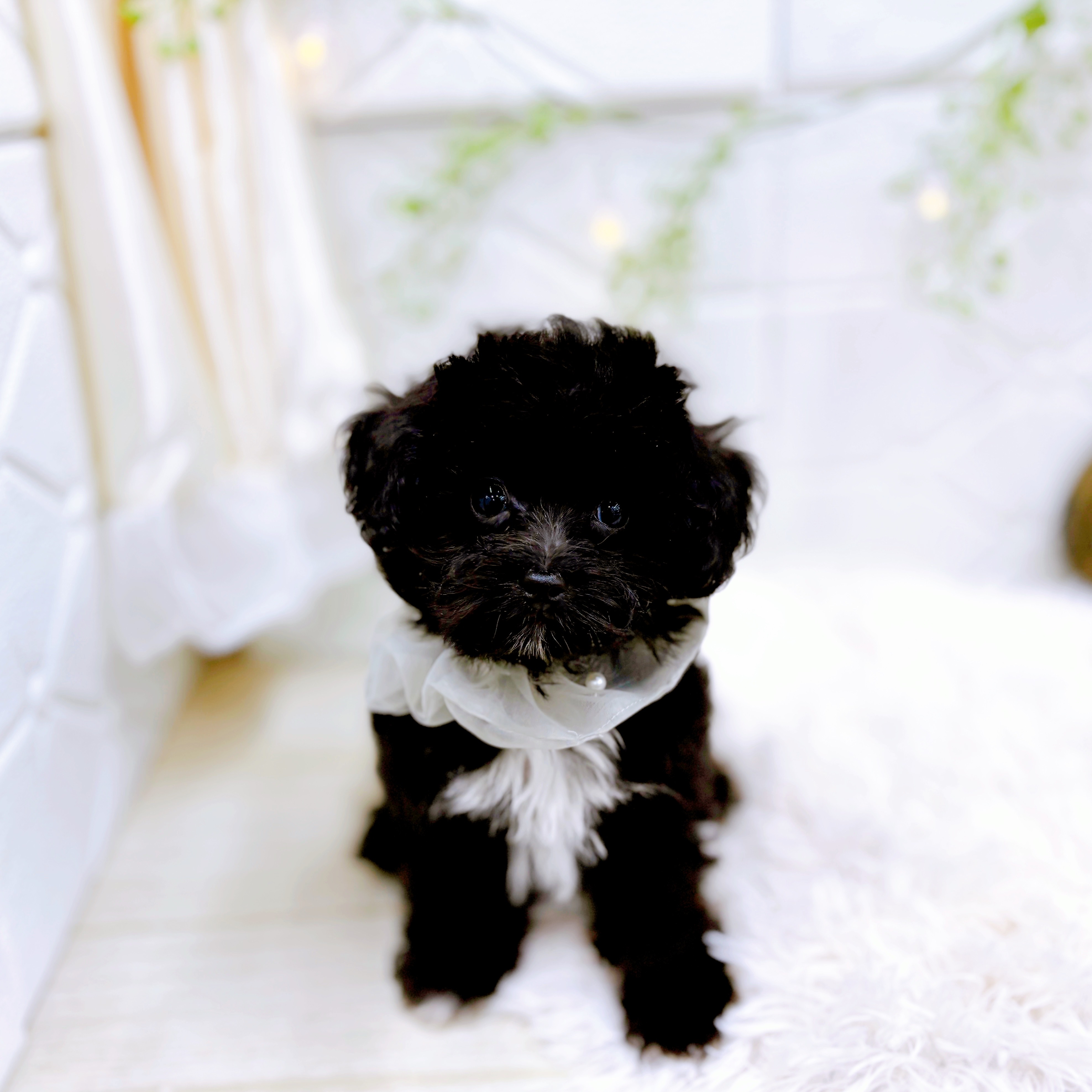 福井県のマルプー(マルチーズ×プードル) (犬の家＆猫の里アミーゴ福井店/2025年6月1日生まれ/男の子/ブラック)の子犬の1枚目の画像