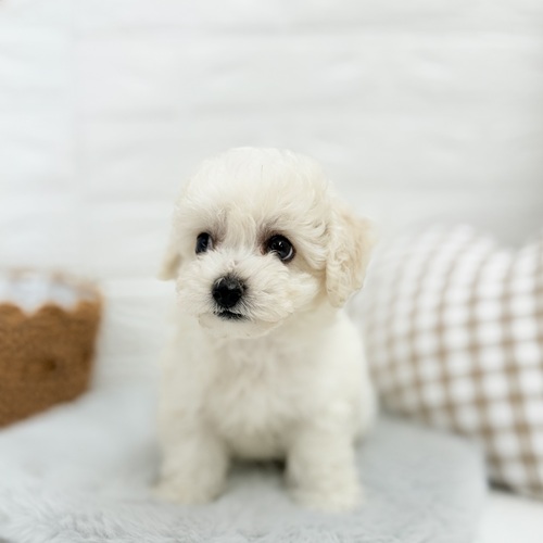 愛知県のビションフリーゼ (犬の家＆猫の里豊川インター店/2025年5月12日生まれ/男の子/ホワイト)の子犬の1枚目の画像