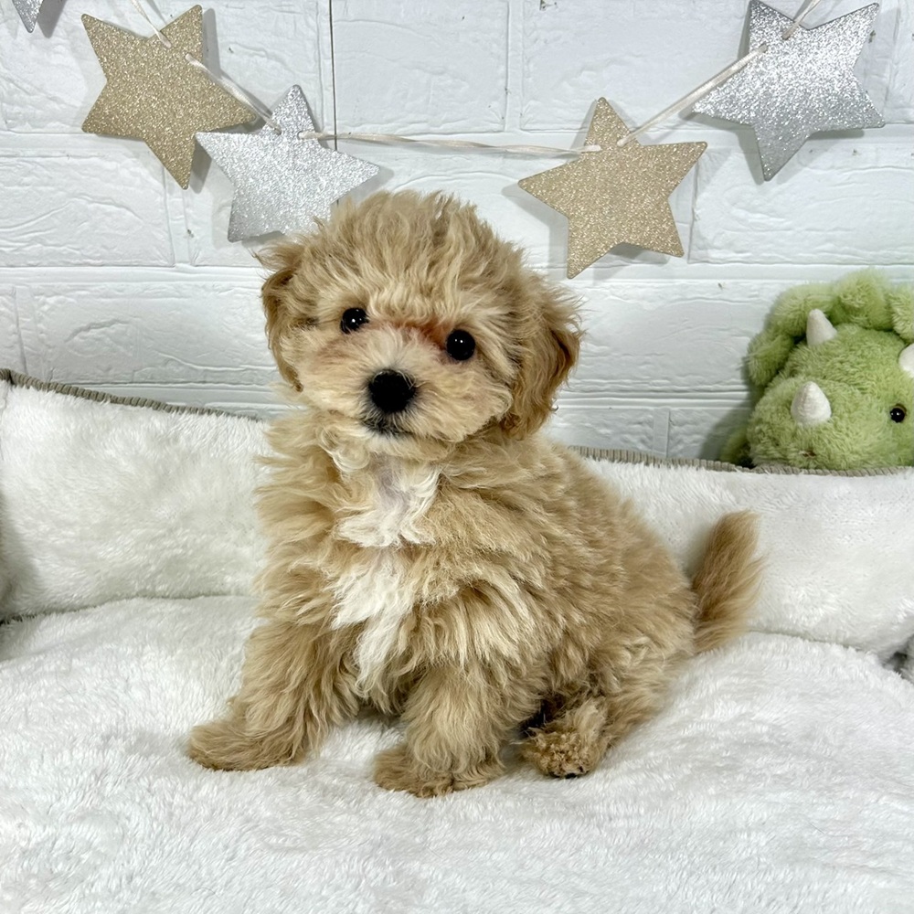 兵庫県のマルプー(マルチーズ×プードル) (犬の家＆猫の里ニッケパークタウン加古川店/2025年12月1日生まれ/男の子/クリームホワイト)の子犬の1枚目の画像