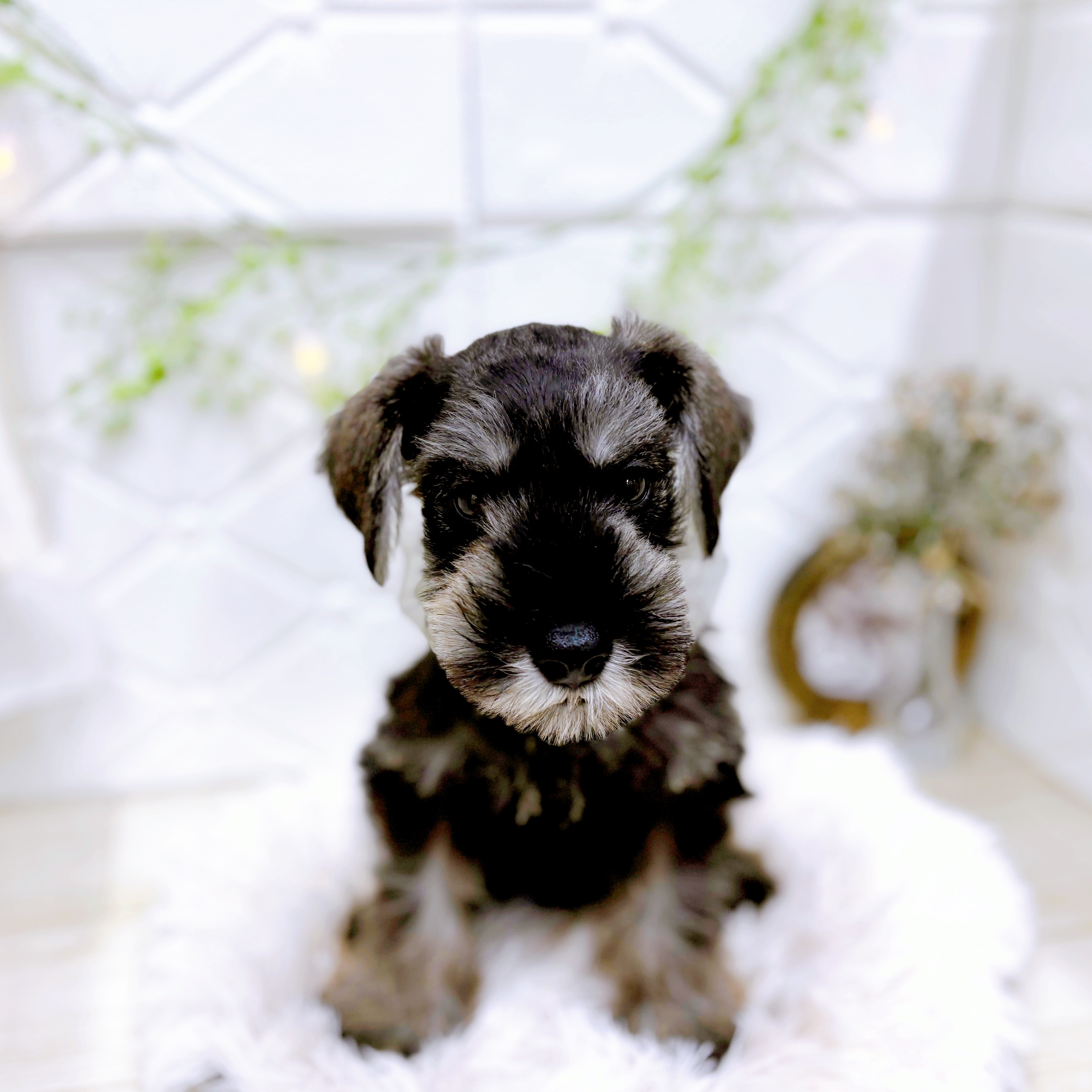 福井県のミニチュアシュナウザー (犬の家＆猫の里アミーゴ福井店/2025年6月5日生まれ/男の子/ソルトペッパー)の子犬の1枚目の画像