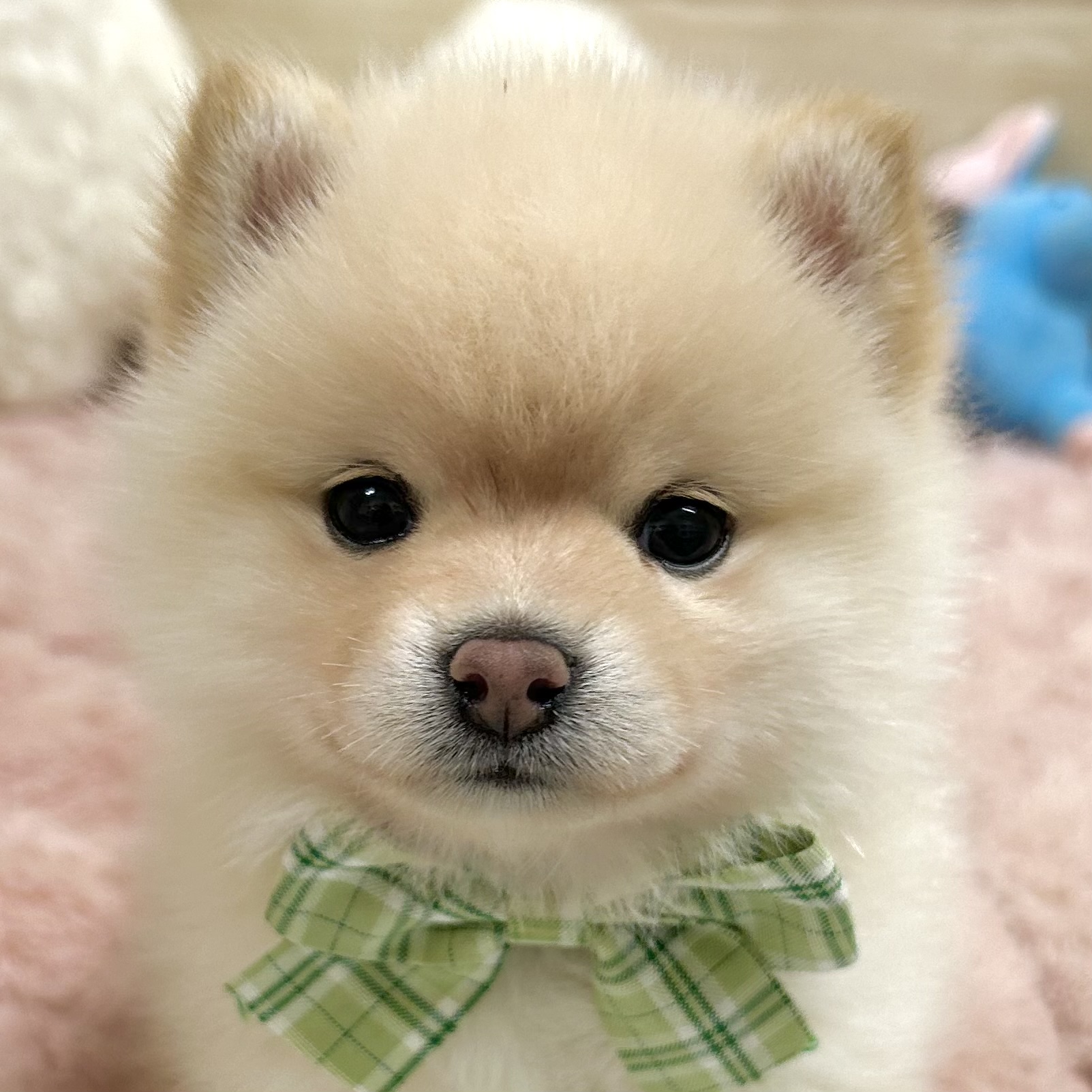 大阪府のポメ柴/豆ポメ/ポメ豆柴(ポメラニアン×柴犬) (犬の家＆猫の里そよら東岸和田店/2025年9月4日生まれ/女の子/白)の子犬の1枚目の画像