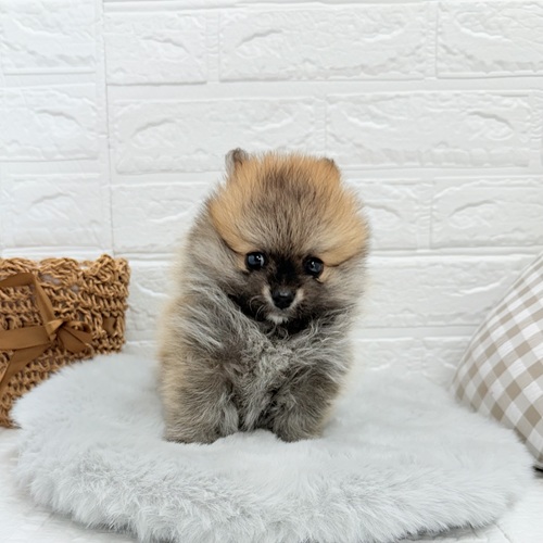 愛知県のポメラニアン (犬の家＆猫の里豊川インター店/2025年5月18日生まれ/男の子/オレンジ)の子犬の1枚目の画像