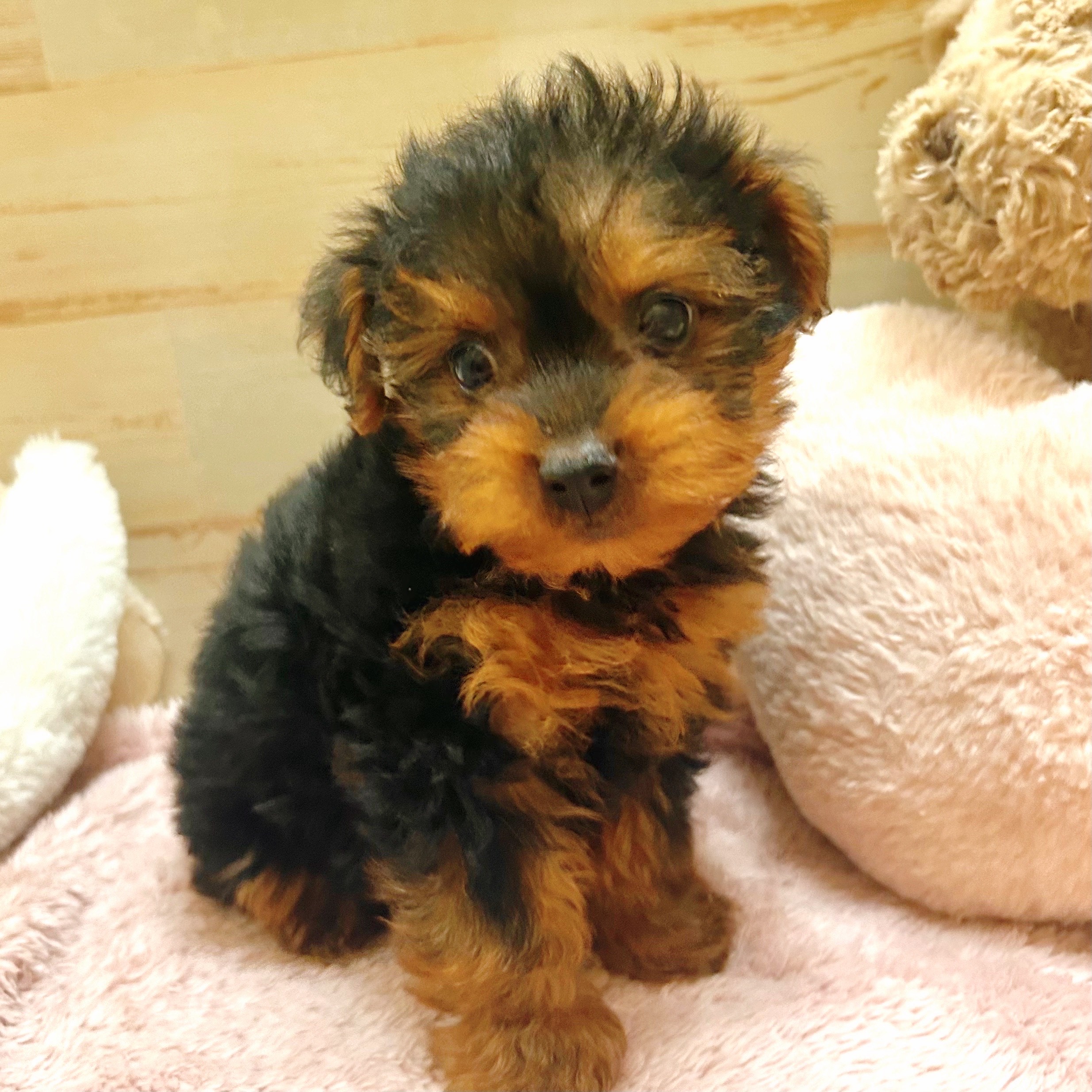 兵庫県のヨープー(ヨークシャーテリア×プードル) (犬の家&猫の里神戸店/2025年8月24日生まれ/男の子/ブラックタン)の子犬の2枚目の画像