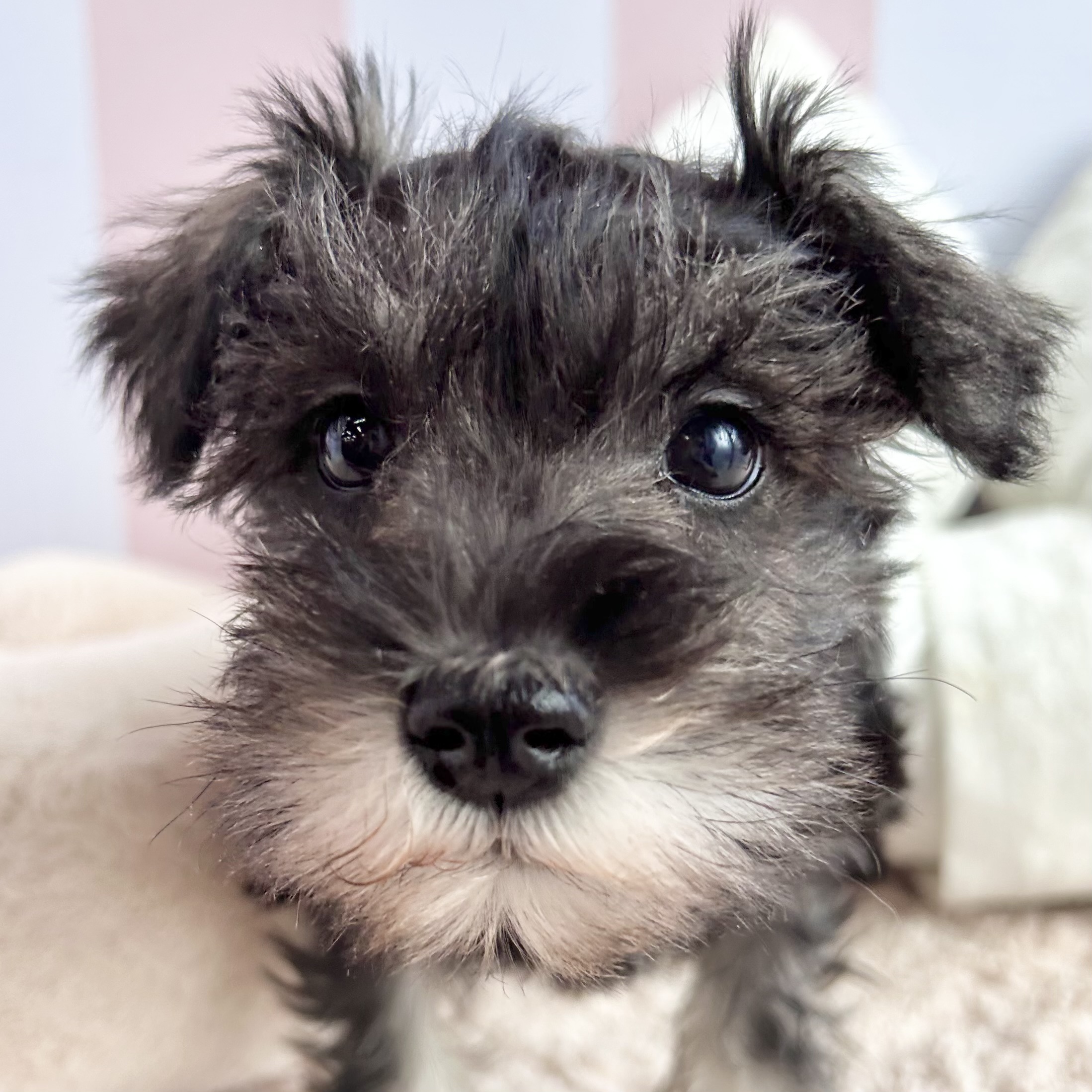 岡山県のミニチュアシュナウザー (犬の家＆猫の里倉敷中庄店/2025年11月2日生まれ/女の子/ソルトペッパー)の子犬の1枚目の画像