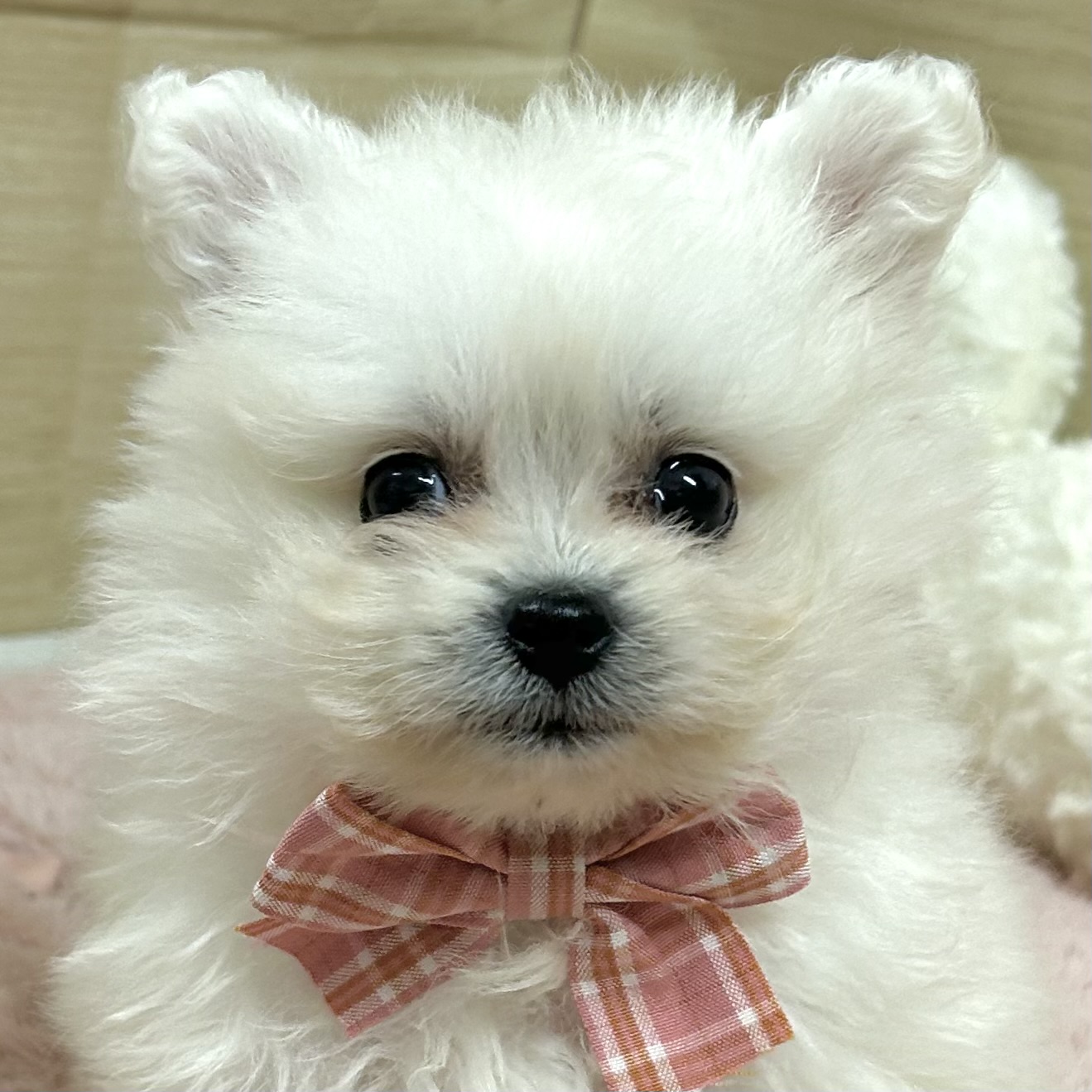 大阪府のポメビション(ポメラニアン×ビションフリーゼ) (犬の家＆猫の里そよら東岸和田店/2025年9月6日生まれ/女の子/ホワイト)の子犬の1枚目の画像