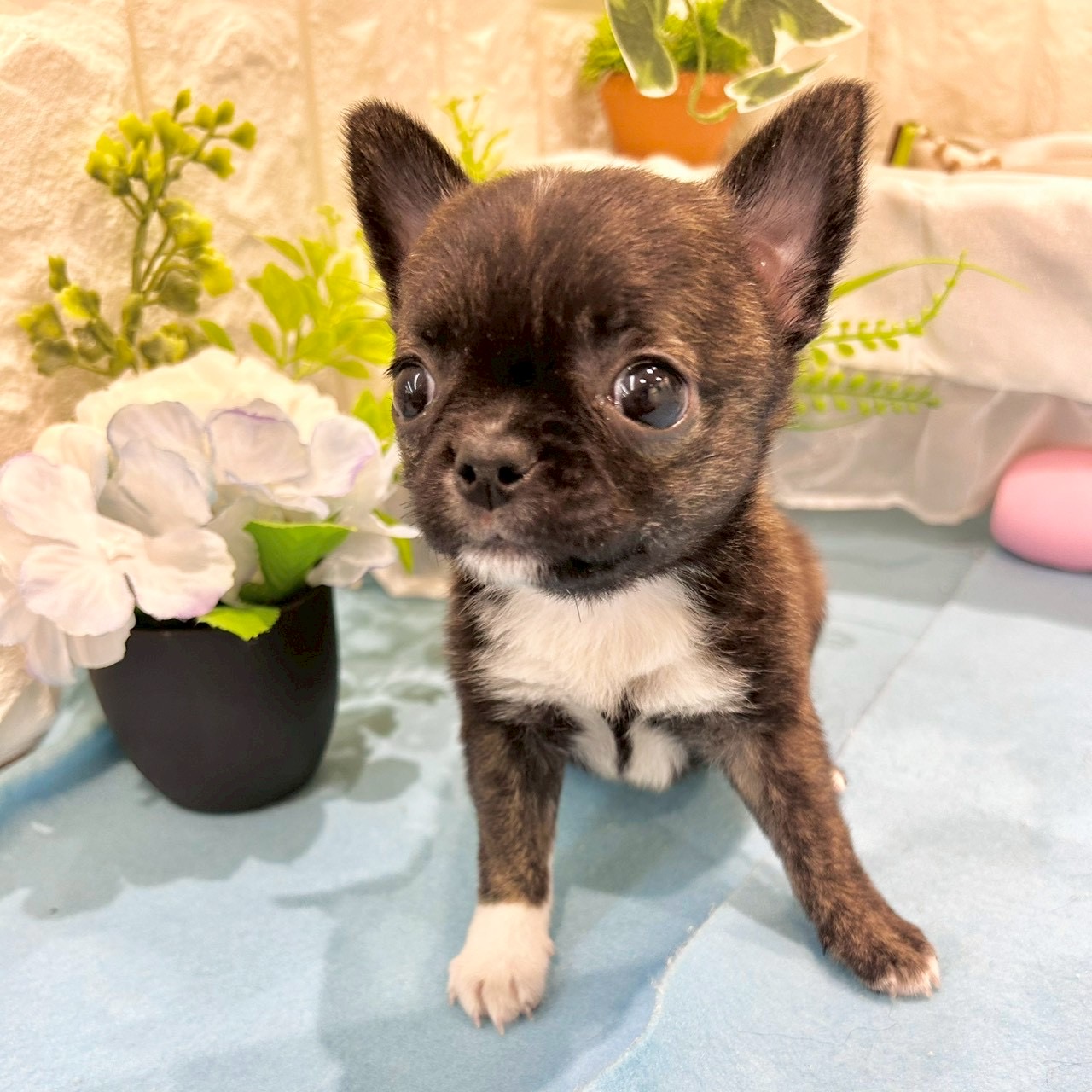 岡山県のハーフ犬・ミックス犬 (犬の家＆猫の里倉敷店/2026年3月8日生まれ/女の子/ブリンドルホワイト)の子犬の1枚目の画像