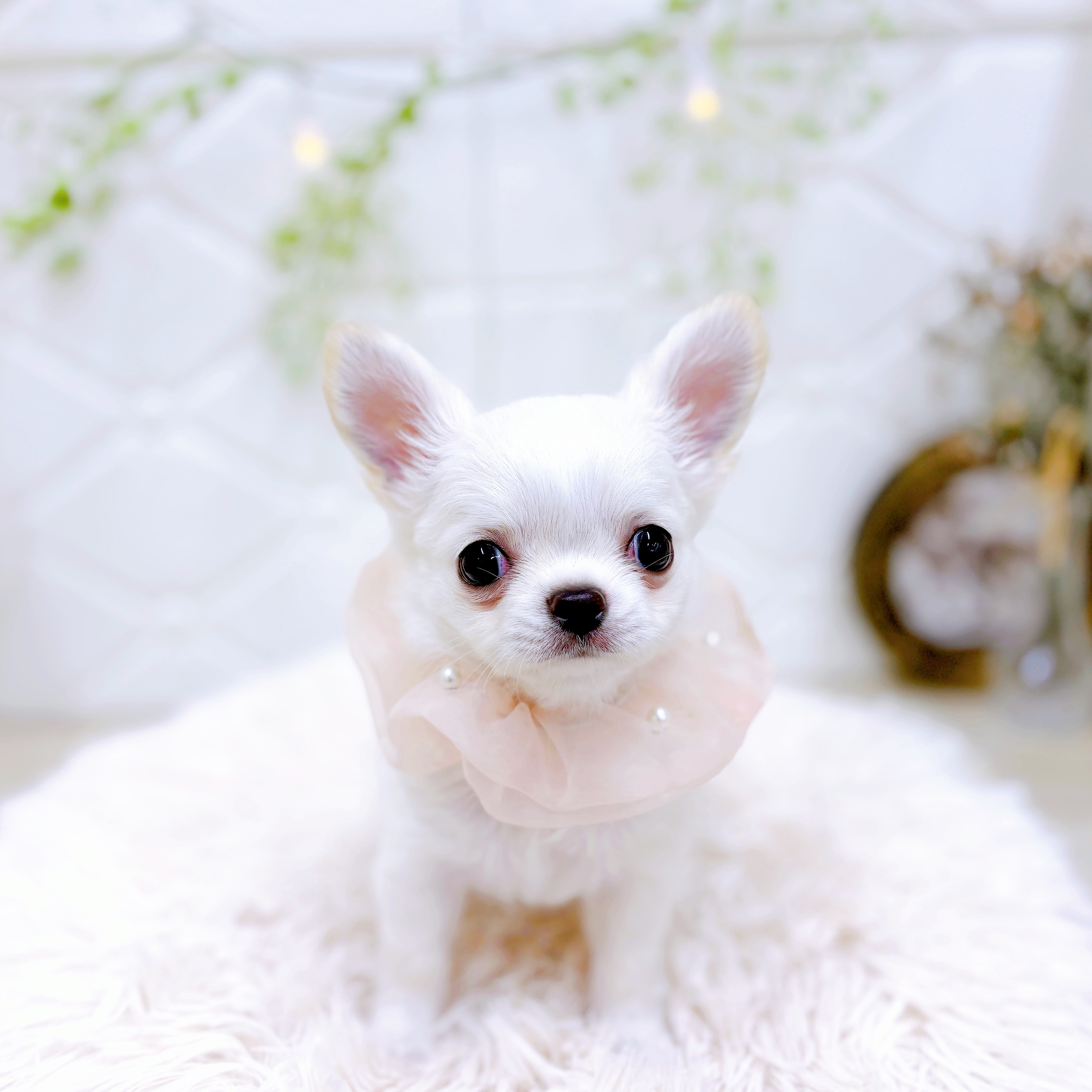 福井県のチワワ(ロング) (犬の家＆猫の里アミーゴ福井店/2025年6月9日生まれ/女の子/ホワイトクリーム)の子犬の2枚目の画像
