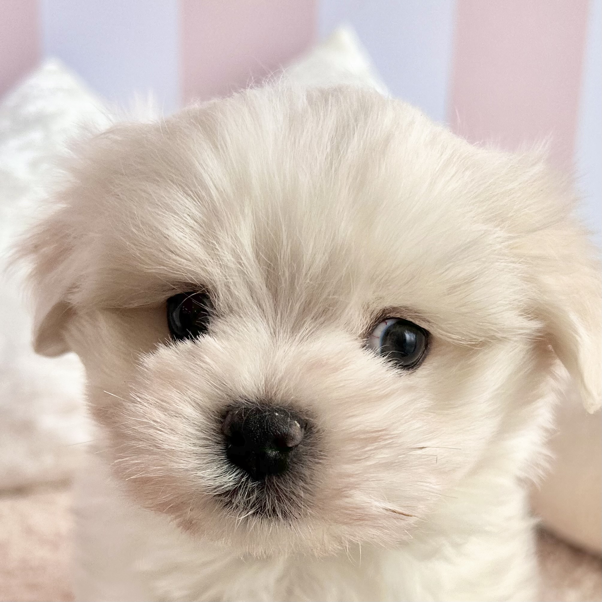 岡山県のマルチーズ (犬の家＆猫の里倉敷中庄店/2025年11月8日生まれ/男の子/ホワイト)の子犬の1枚目の画像