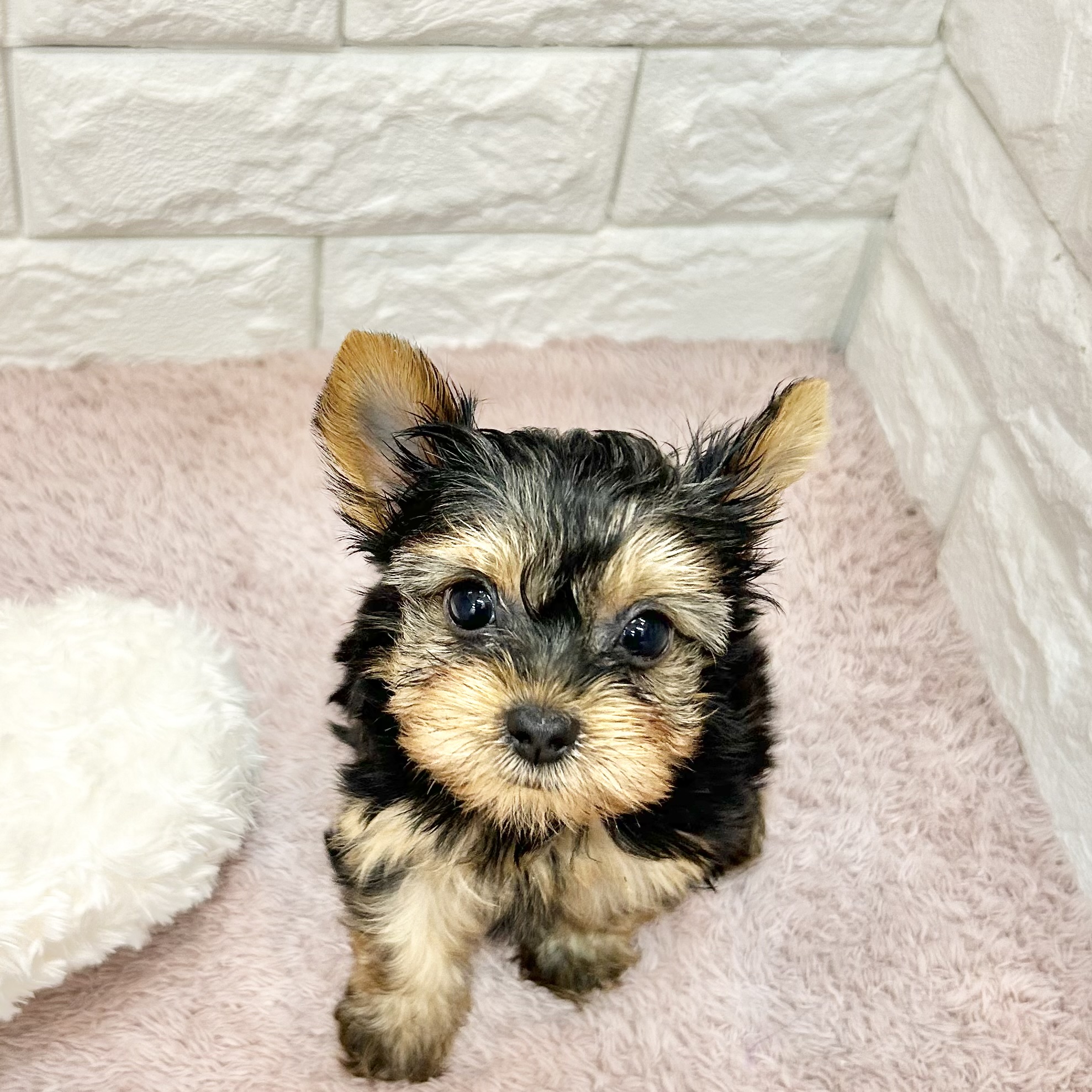 静岡県のヨークシャーテリア (犬の家＆猫の里プレ葉ウォーク浜北店/2026年4月28日生まれ/女の子/スチールブルータン)の子犬の2枚目の画像