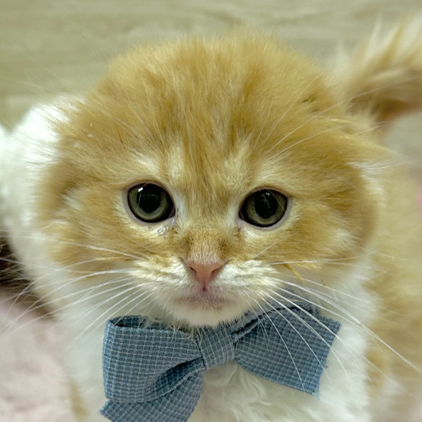 大阪府のスコティッシュフォールド (犬の家＆猫の里そよら東岸和田店/2025年8月30日生まれ/男の子/レッドタビーホワイト)の子猫の1枚目の画像