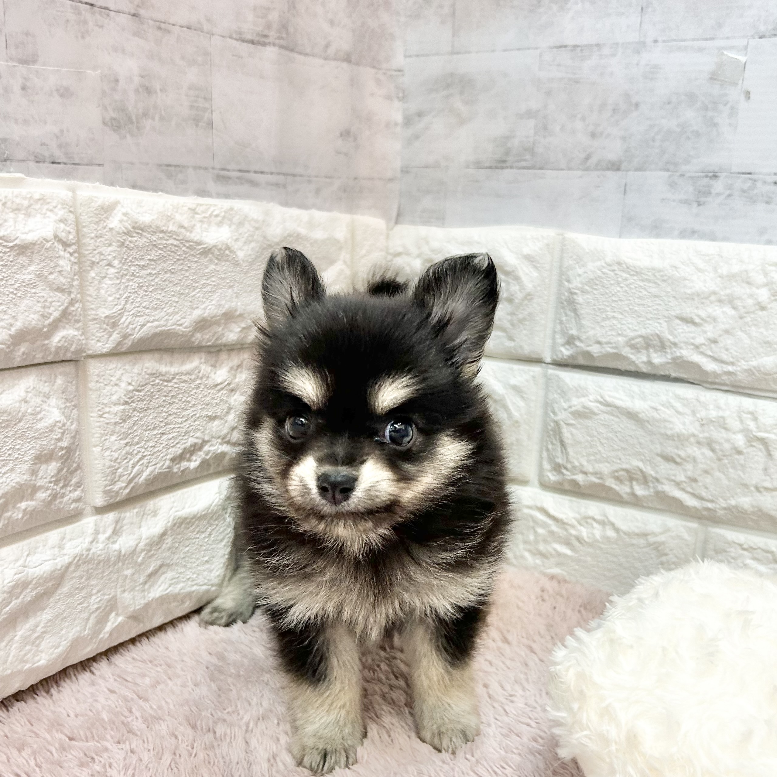 静岡県のポメチワ/チワポメ/ポメチー(ポメラニアン×チワワ) (犬の家＆猫の里プレ葉ウォーク浜北店/2026年5月3日生まれ/女の子/ブラックタン)の子犬の2枚目の画像