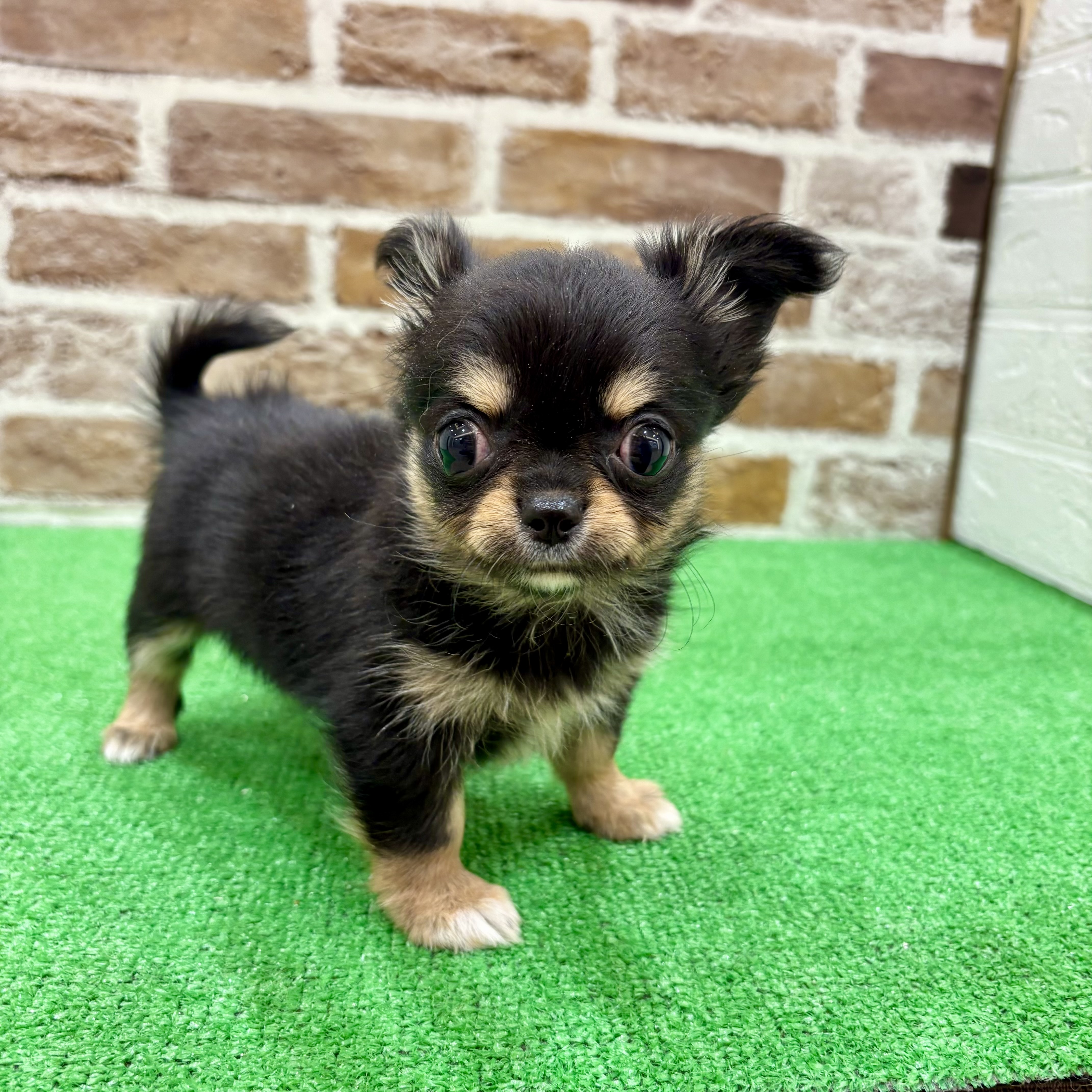 チワワ（ロング）女の子の写真