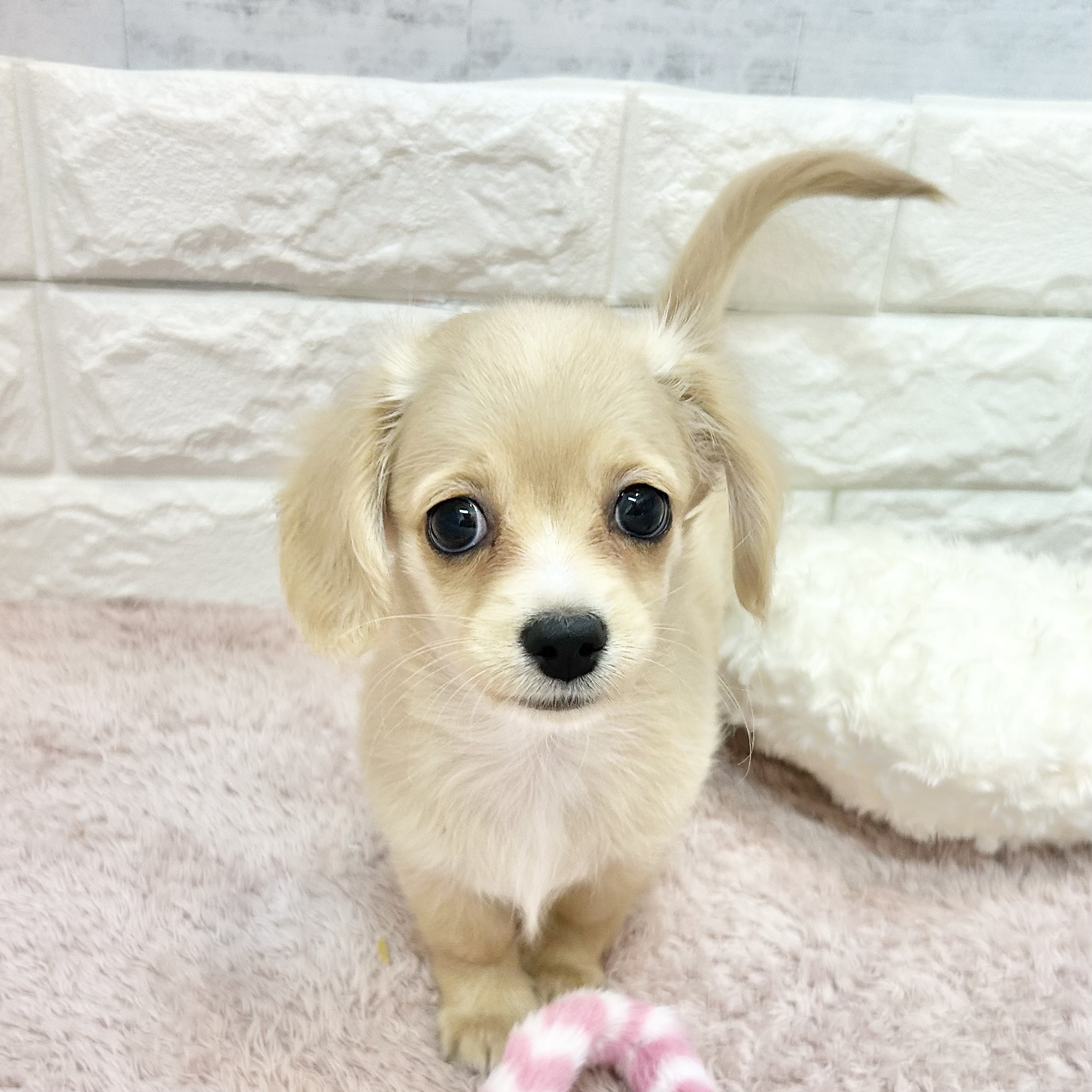 静岡県のチワックス(チワワ×ダックス) (犬の家＆猫の里プレ葉ウォーク浜北店/2026年5月1日生まれ/男の子/クリームホワイト)の子犬の1枚目の画像