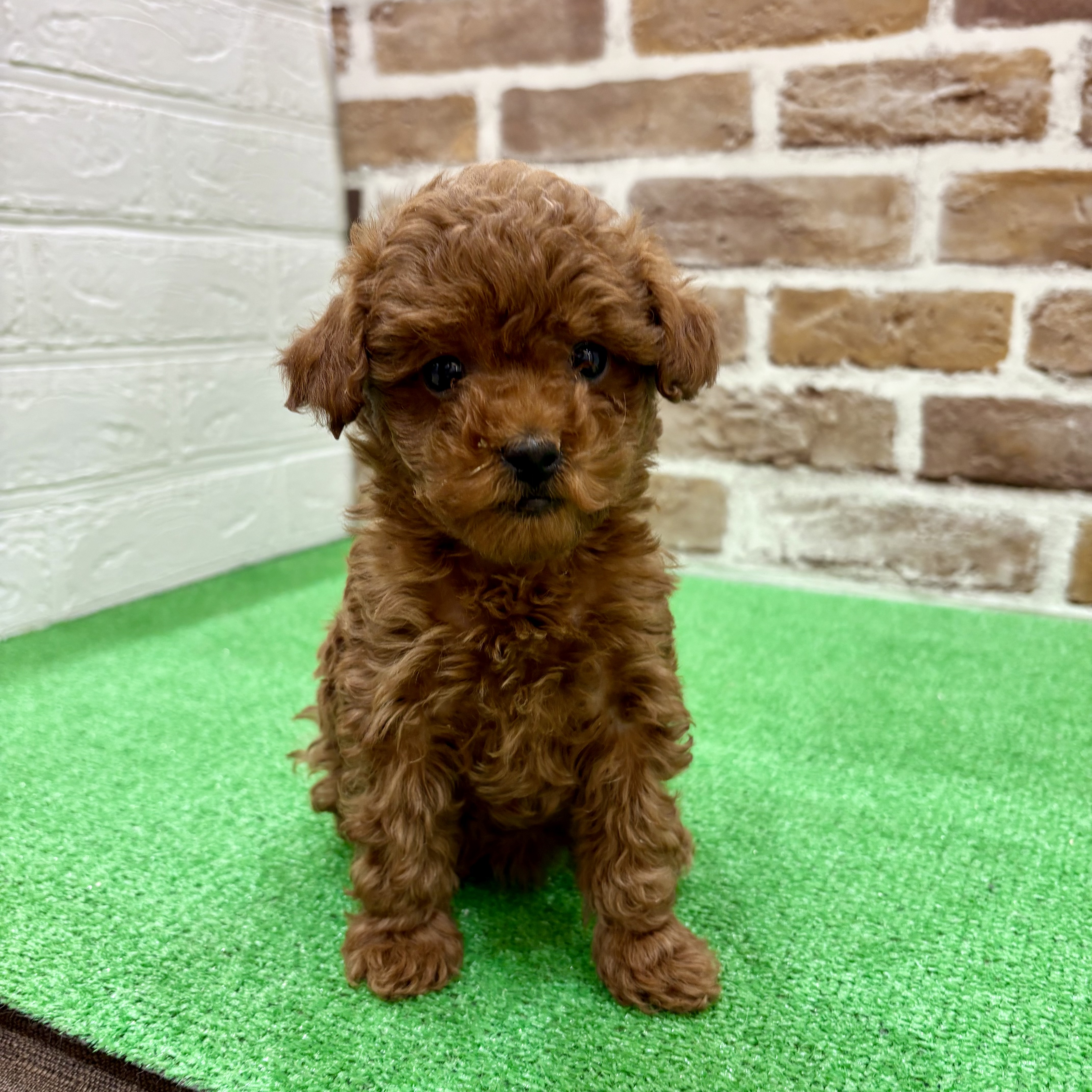 三重県のトイプードル(タイニー) (犬の家＆猫の里三重桑名店/2025年11月19日生まれ/女の子/レッド)の子犬の2枚目の画像