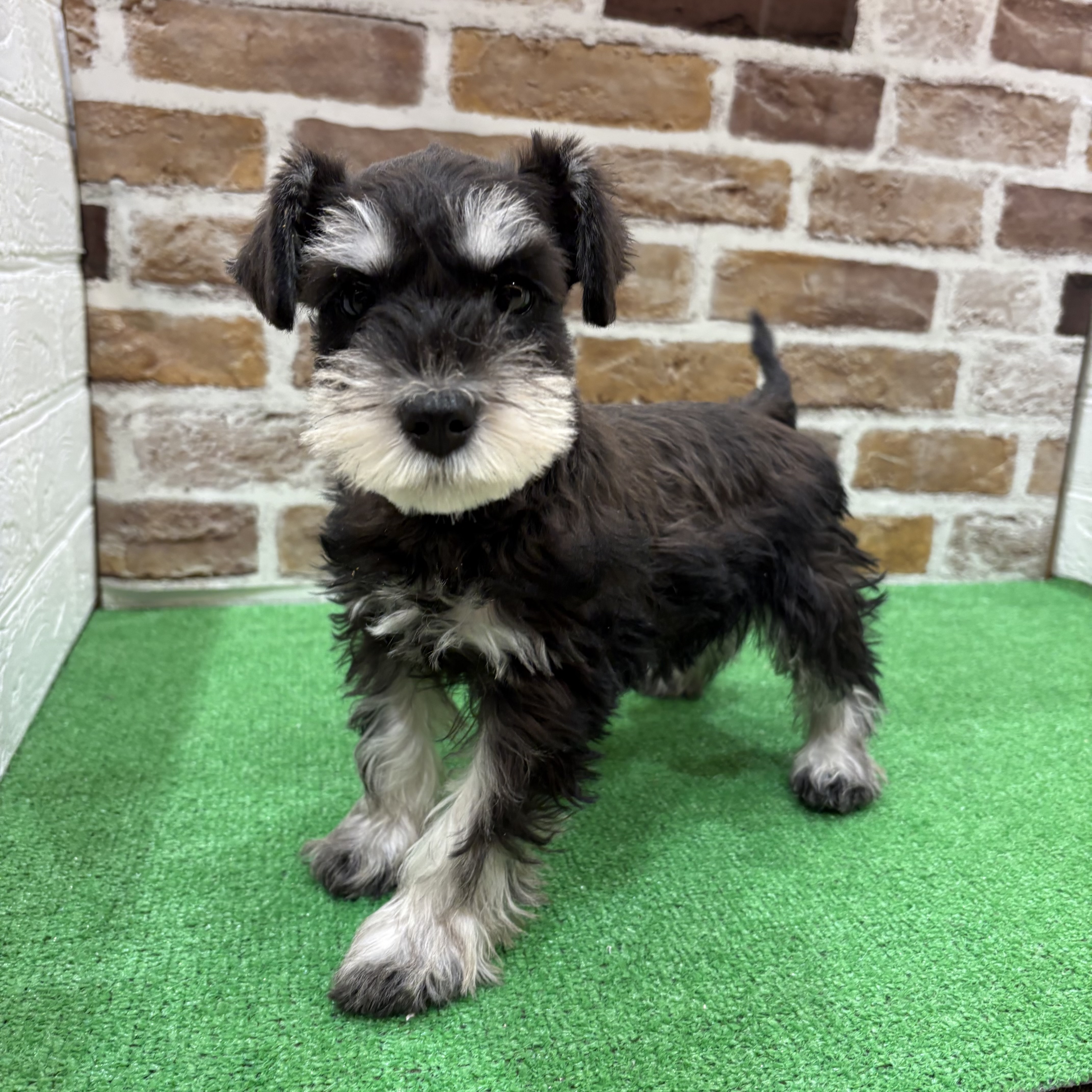 ミニチュアシュナウザー女の子の写真