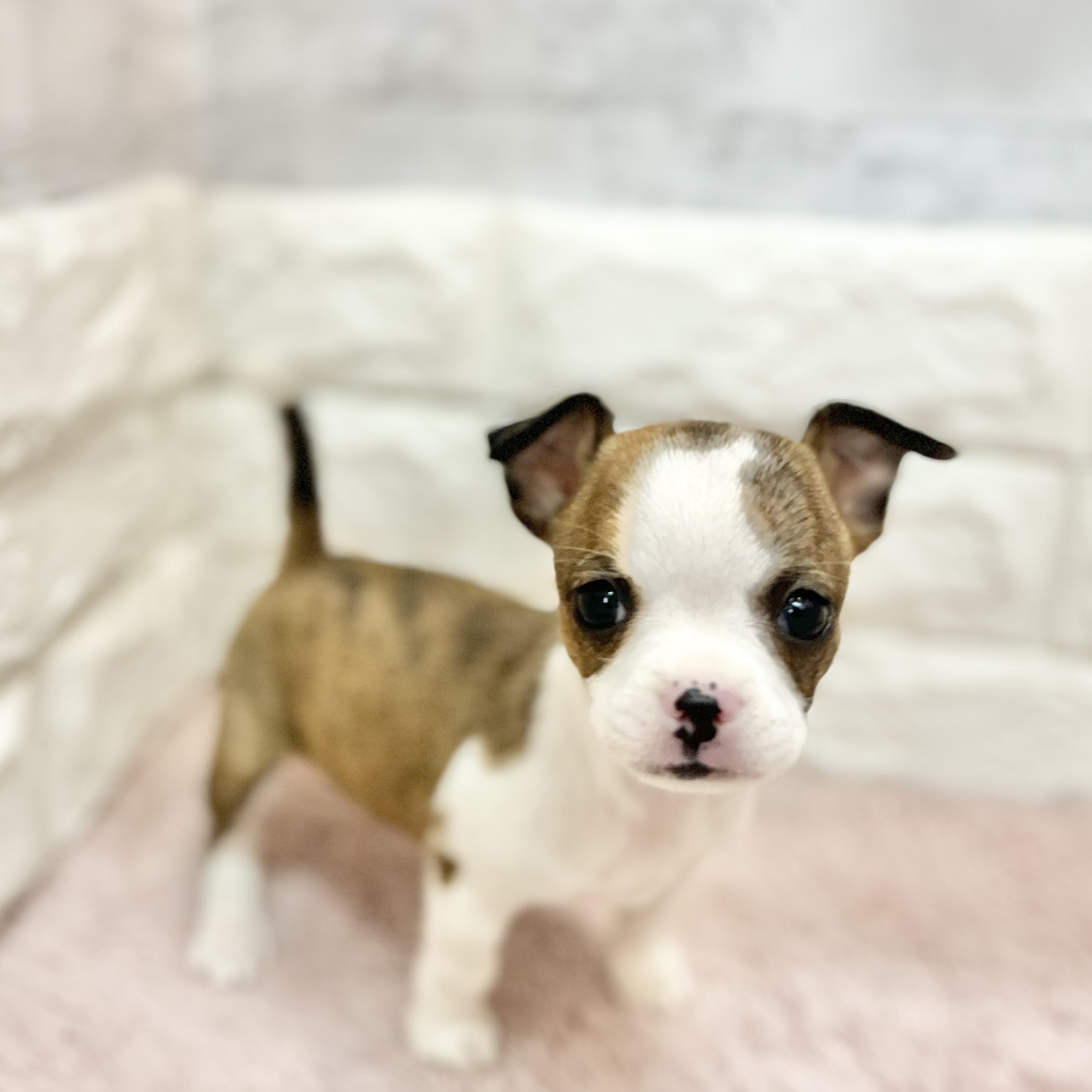 静岡県のハーフ犬・ミックス犬 (犬の家＆猫の里プレ葉ウォーク浜北店/2026年4月28日生まれ/女の子/ブリンドルホワイト)の子犬の2枚目の画像