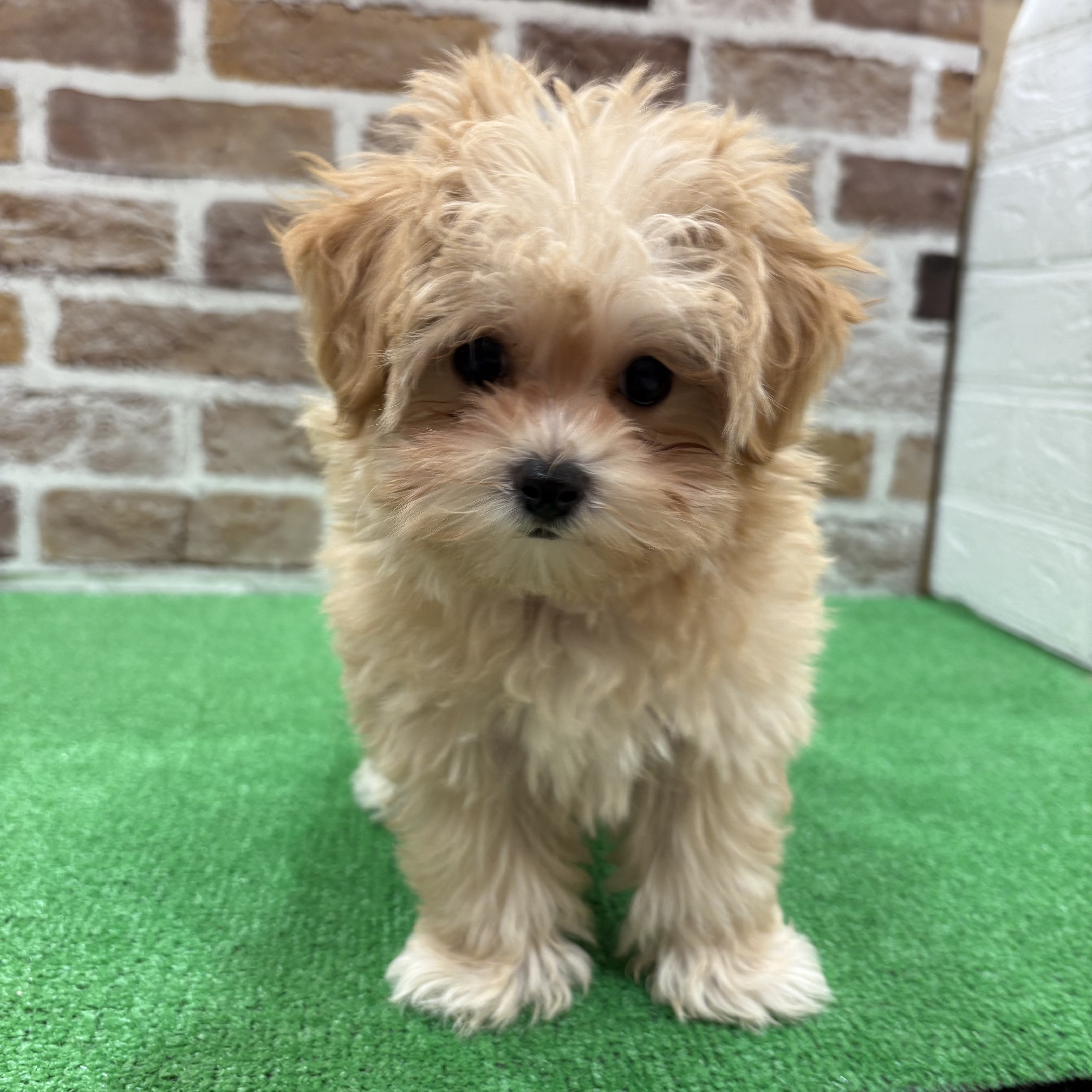 ハーフ犬女の子の写真