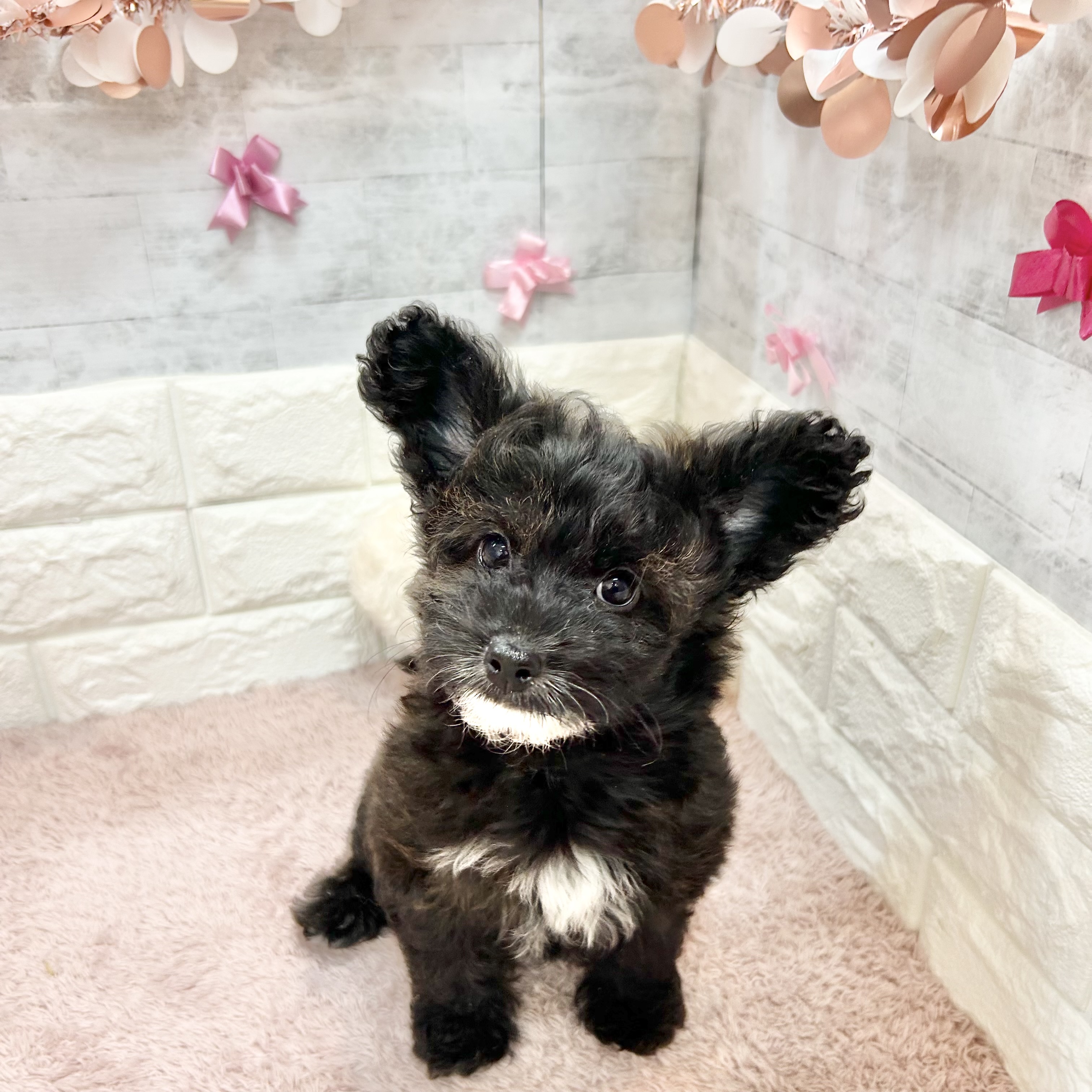 静岡県のパピプー(パピヨン×プードル) (犬の家＆猫の里プレ葉ウォーク浜北店/2026年4月22日生まれ/男の子/ブリンドルホワイト)の子犬の2枚目の画像