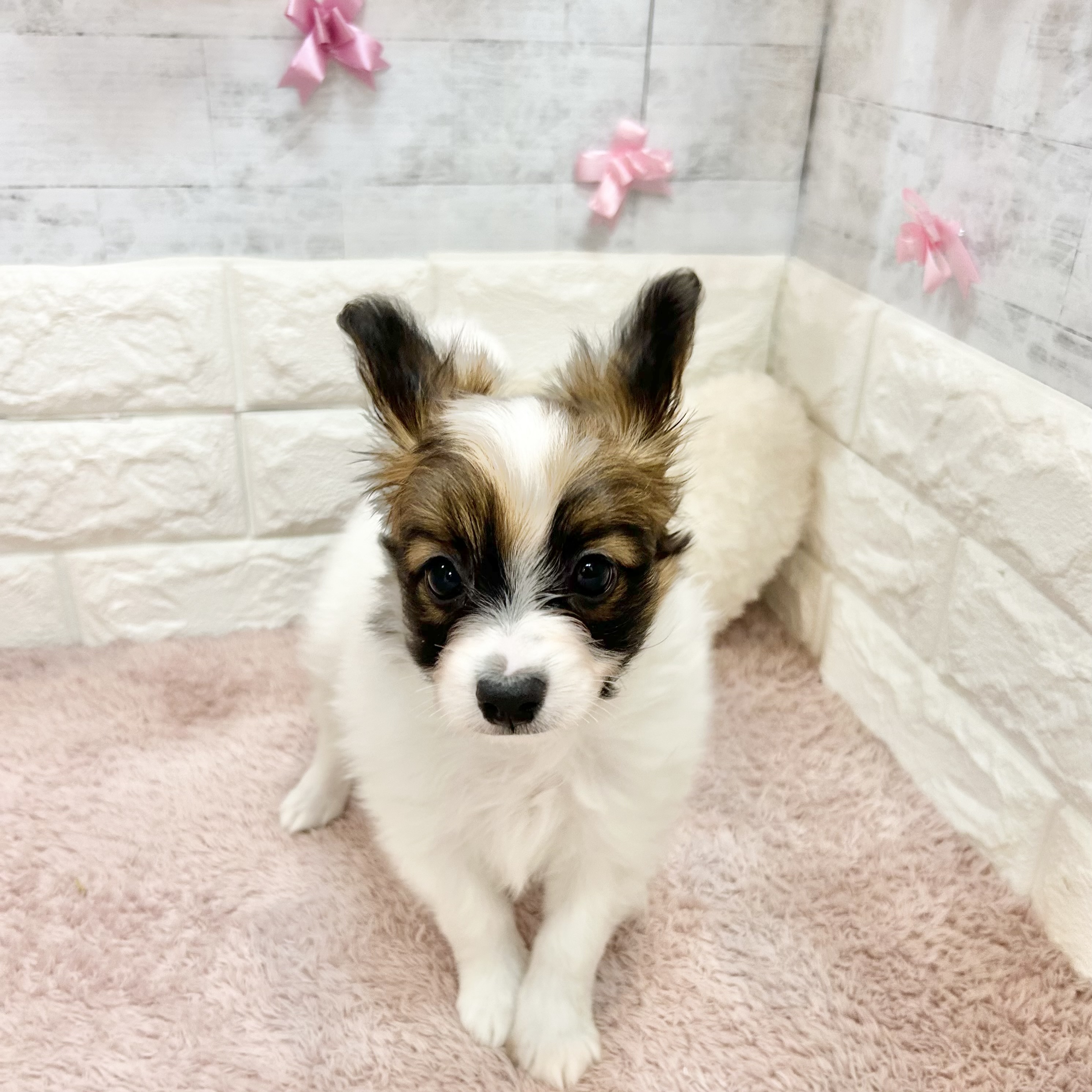静岡県のパピヨン (犬の家＆猫の里プレ葉ウォーク浜北店/2026年4月27日生まれ/男の子/ホワイトブラウン)の子犬の2枚目の画像