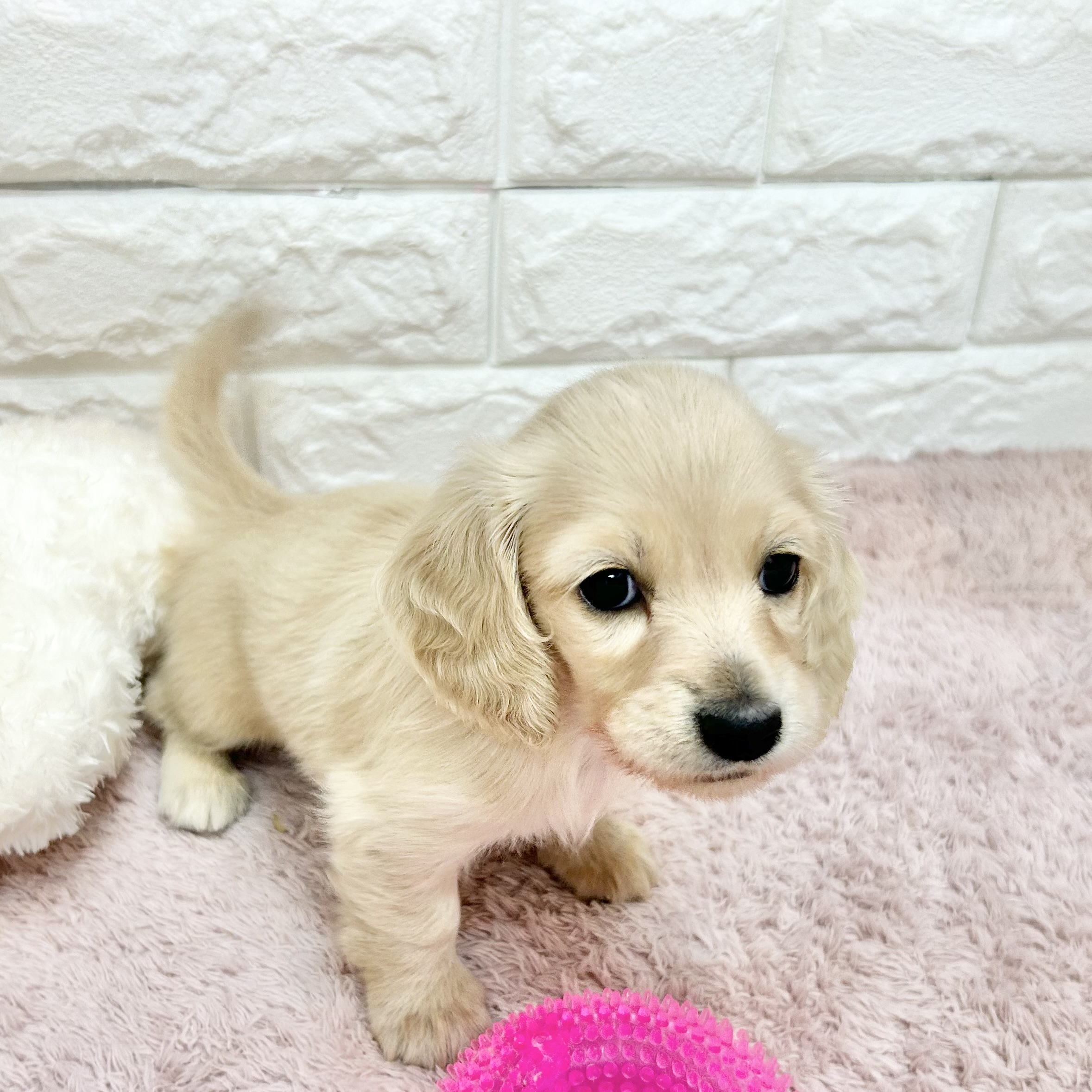 静岡県のミニチュアダックスフンド(ロング) (犬の家＆猫の里プレ葉ウォーク浜北店/2026年5月2日生まれ/女の子/イエロー)の子犬の2枚目の画像