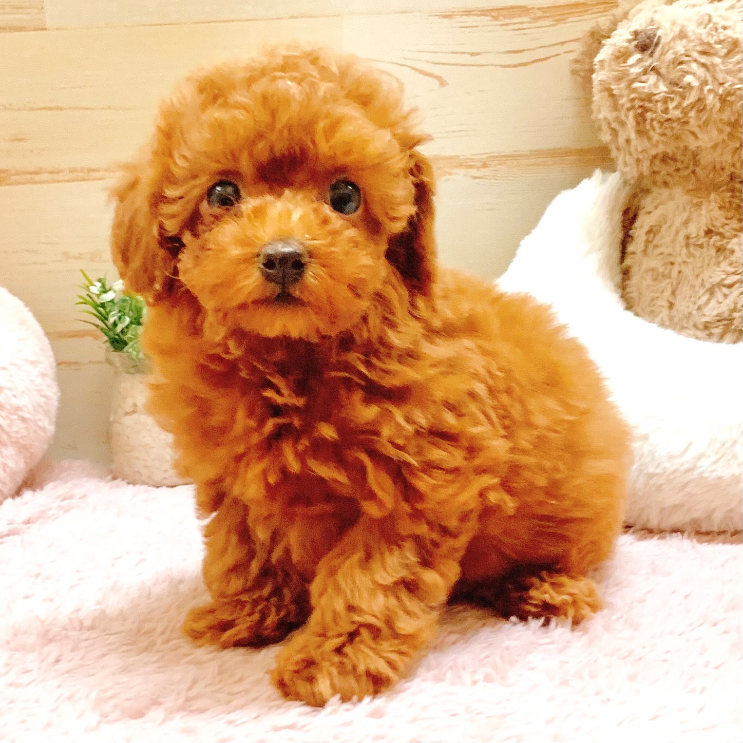 兵庫県のトイプードル(トイ) (犬の家＆猫の里神戸店/2026年1月13日生まれ/女の子/レッドフォーン)の子犬の2枚目の画像