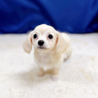 愛知県のチワックス(チワワ×ダックス) (犬の家＆猫の里一宮店/2025年11月11日生まれ/女の子/クリーム)の子犬の2枚目の画像