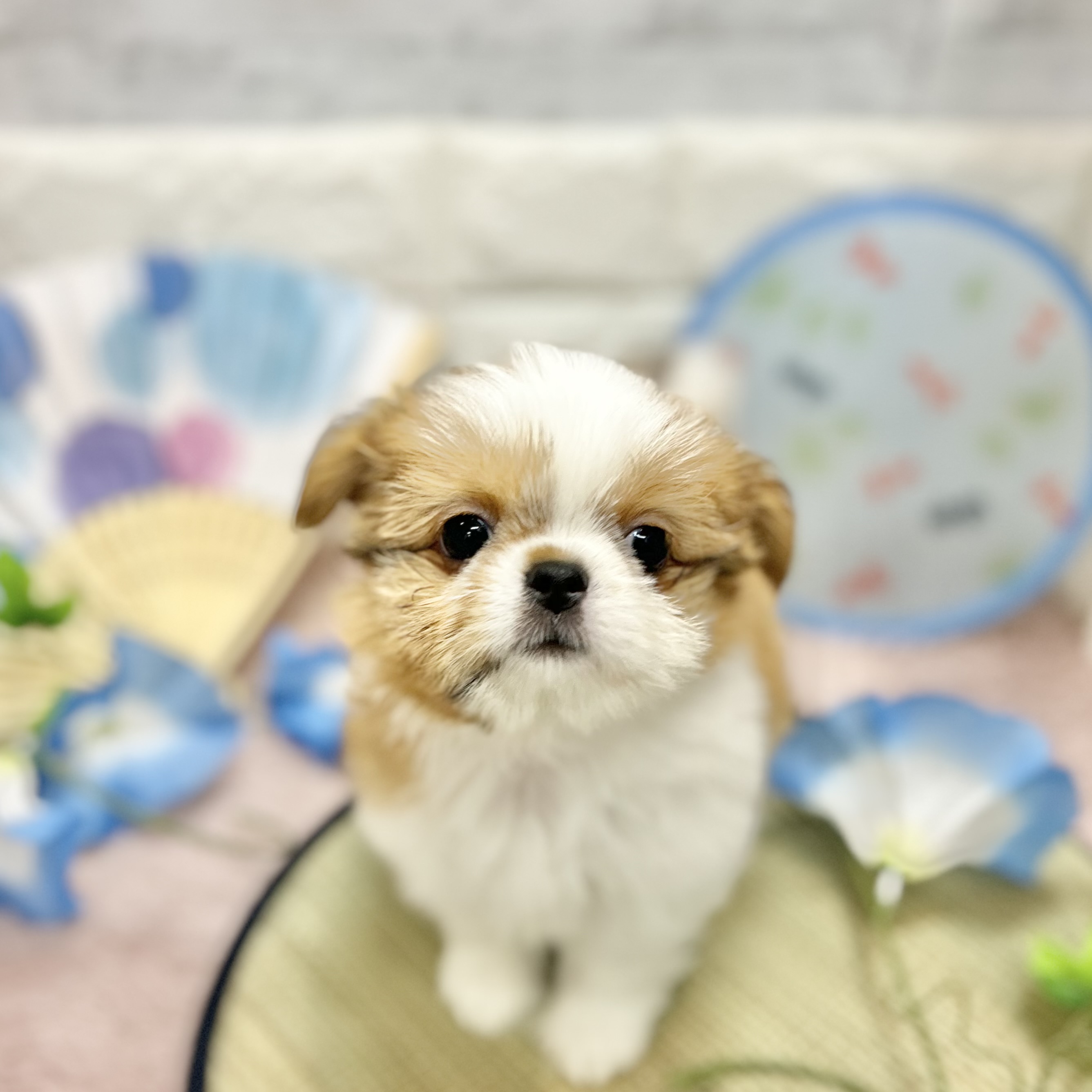 静岡県のチワズー/チワシーズ(チワワ×シーズー) (犬の家＆猫の里プレ葉ウォーク浜北店/2026年4月27日生まれ/女の子/ゴールドホワイト)の子犬の2枚目の画像