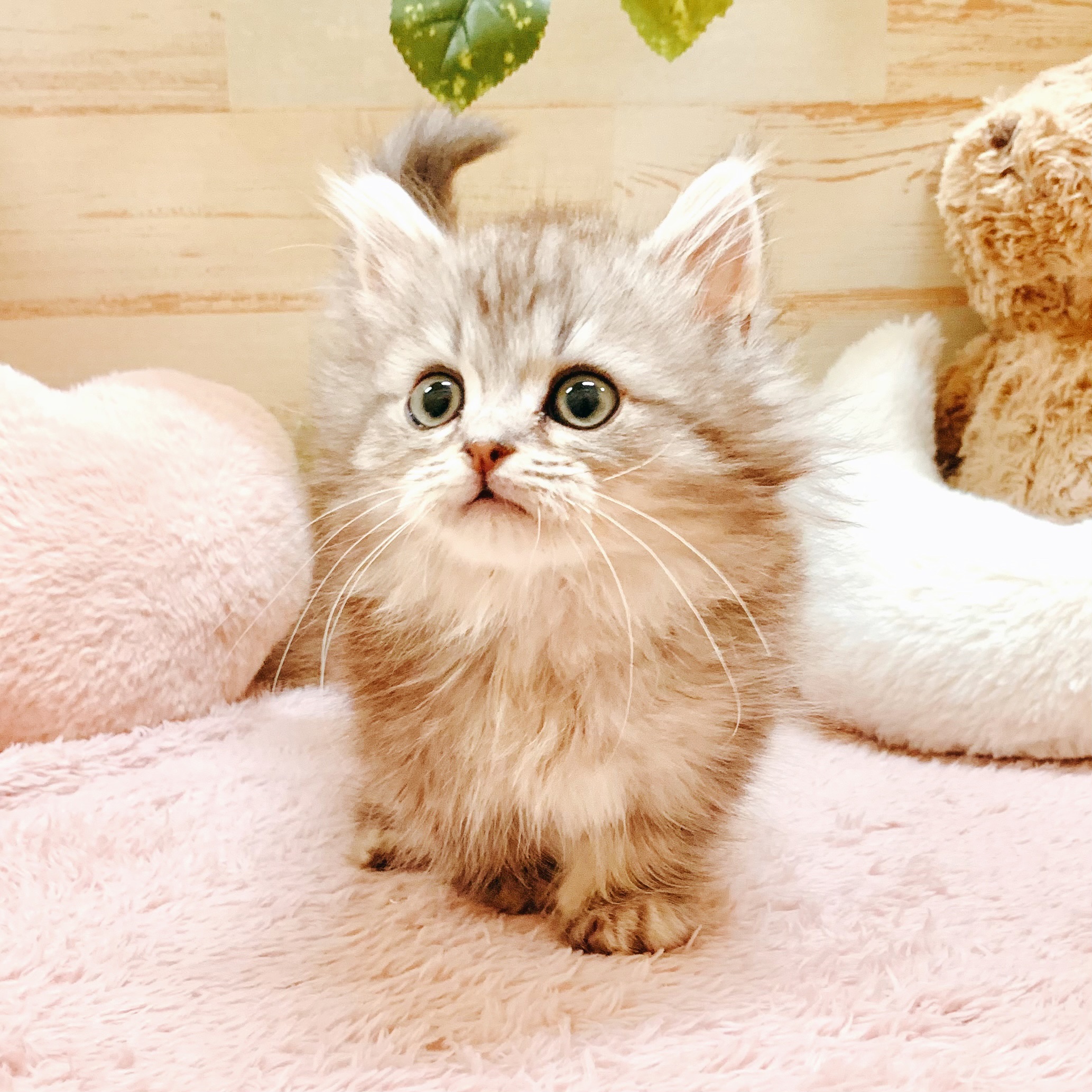 兵庫県のミヌエット (犬の家＆猫の里神戸店/2026年1月9日生まれ/男の子/シルバータビー)の子猫の2枚目の画像