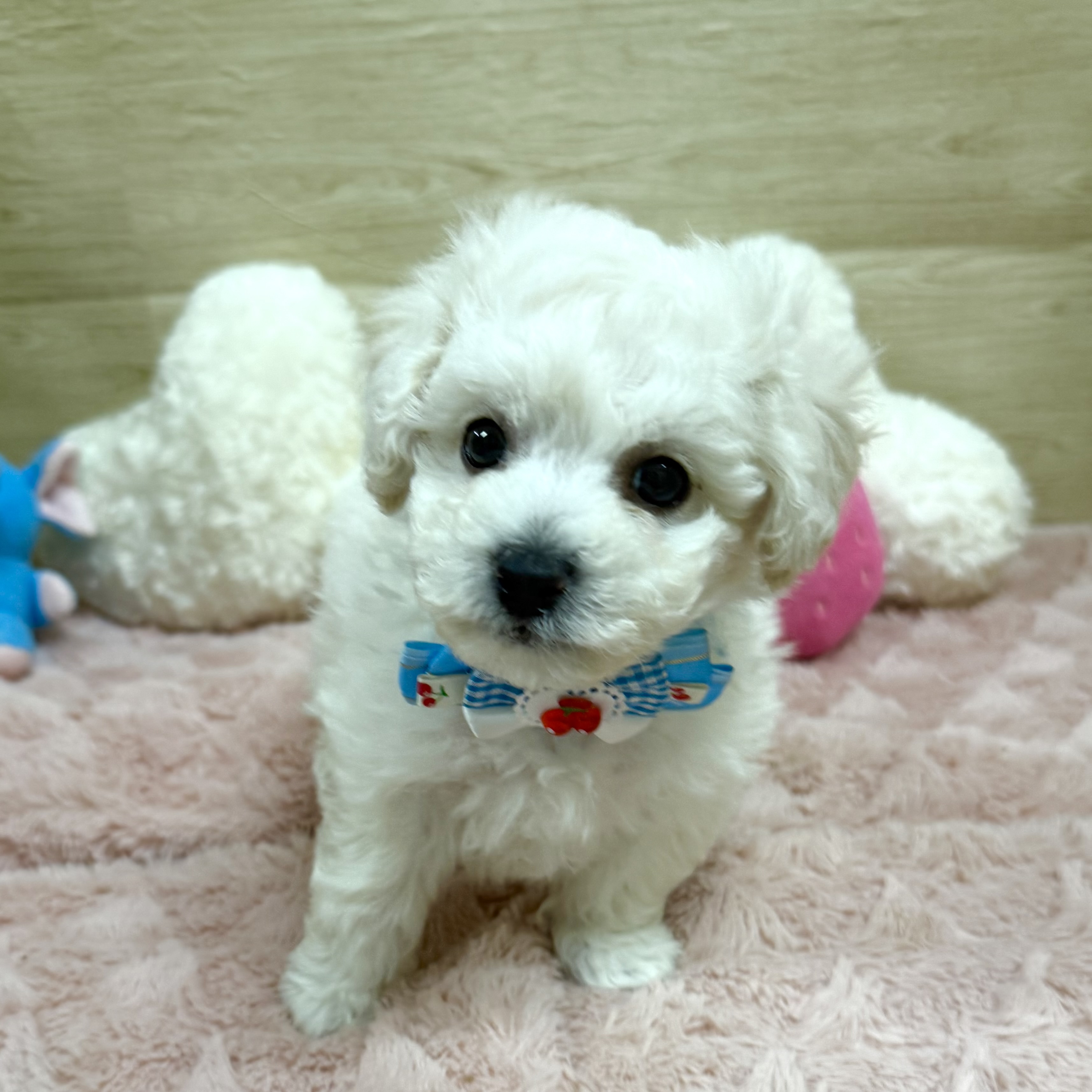 大阪府のビションフリーゼ (犬の家＆猫の里そよら東岸和田店/2025年10月14日生まれ/男の子/ホワイト)の子犬の2枚目の画像