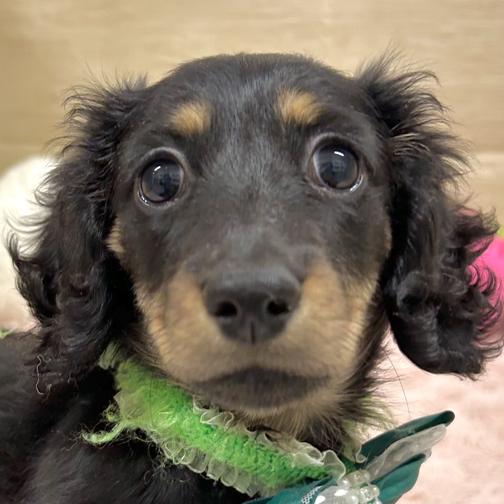 大阪府のミニチュアダックスフンド(ロング) (犬の家＆猫の里そよら東岸和田店/2025年9月22日生まれ/女の子/ブラックタン)の子犬の1枚目の画像