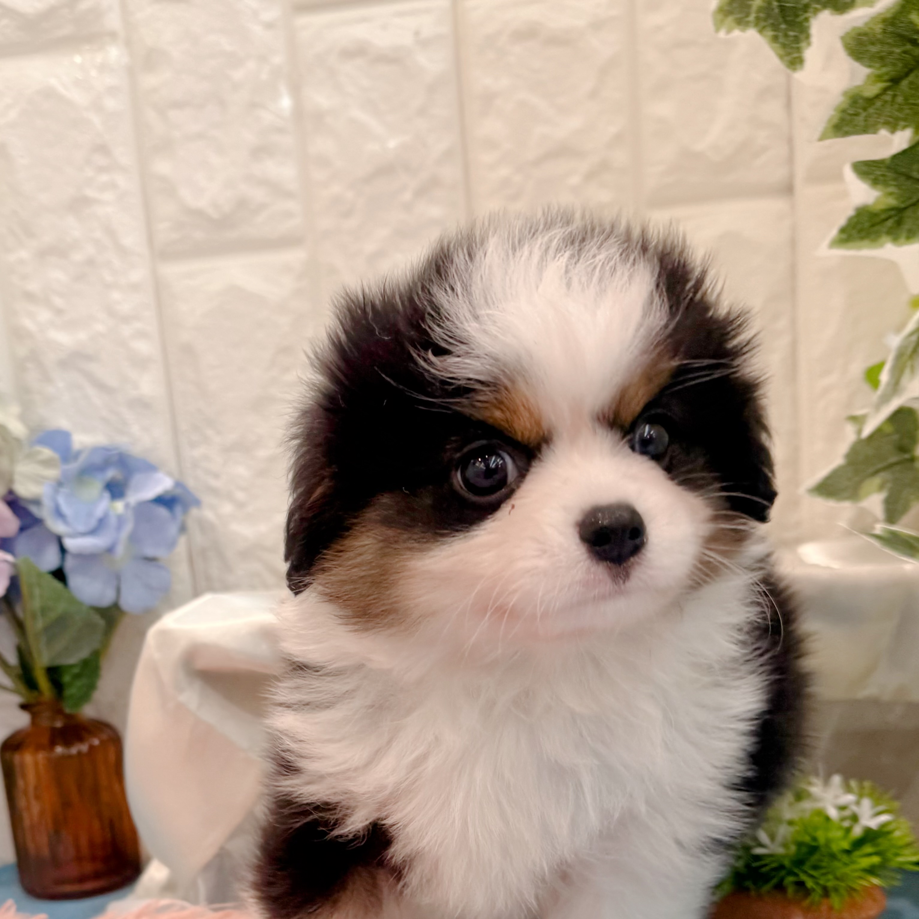 岡山県のハーフ犬・ミックス犬 (犬の家＆猫の里倉敷店/2026年3月17日生まれ/男の子/ブラックタンホワイト)の子犬の1枚目の画像