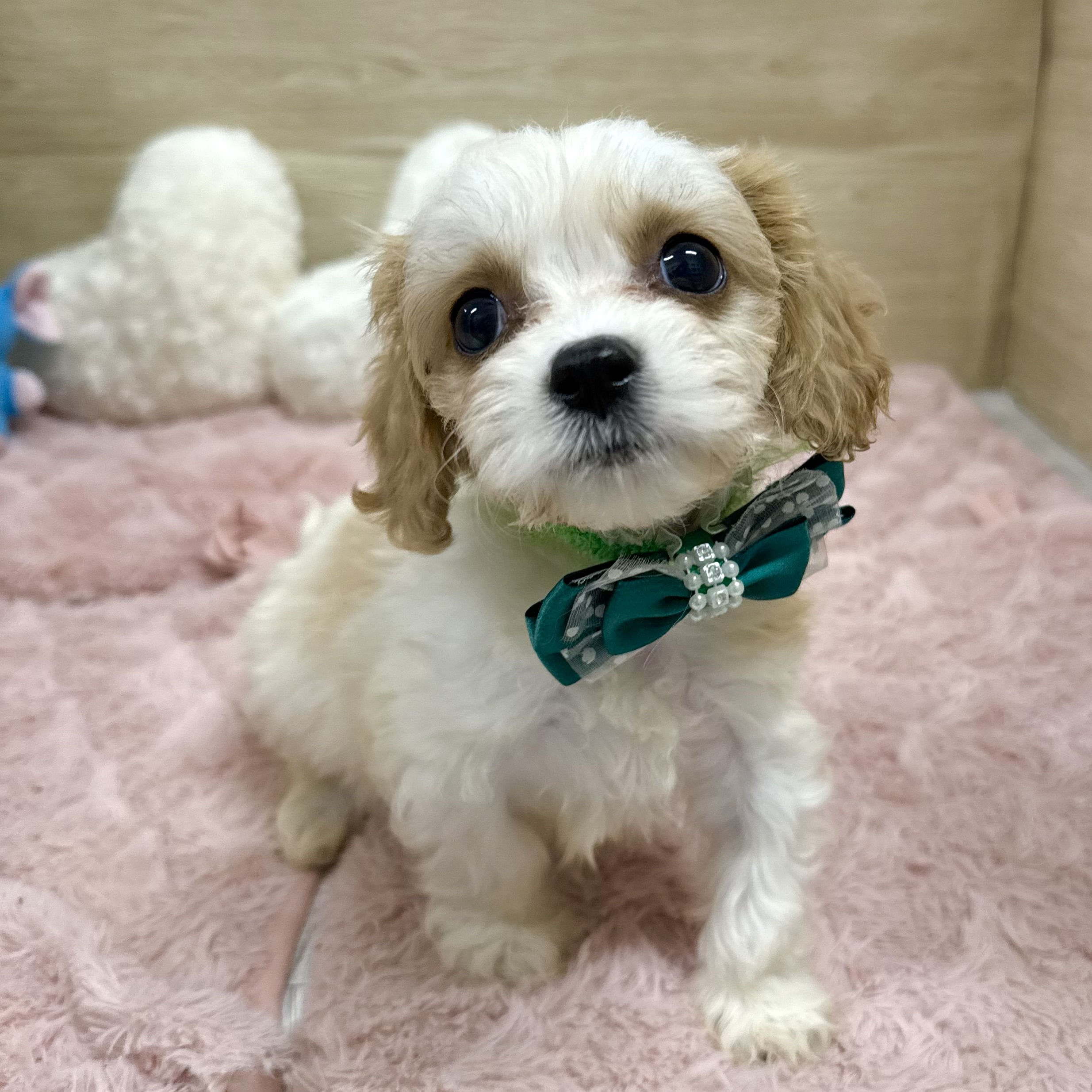 大阪府のハーフ犬・ミックス犬 (犬の家＆猫の里そよら東岸和田店/2025年10月15日生まれ/男の子/ブレンハイム)の子犬の2枚目の画像