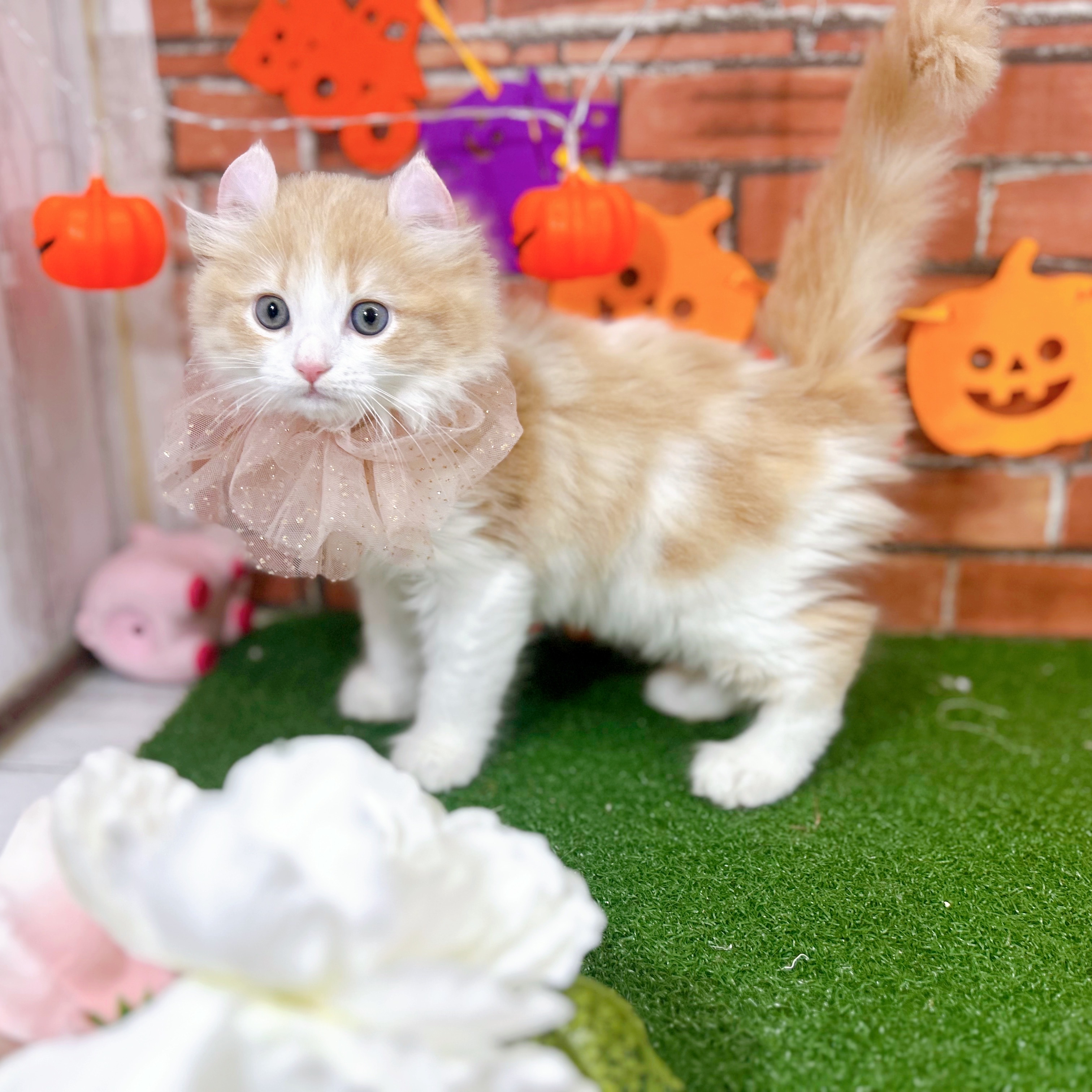 神奈川県のアメリカンカール (犬の家＆猫の里小田原店/2025年8月12日生まれ/男の子/クリームホワイト)の子猫の1枚目の画像