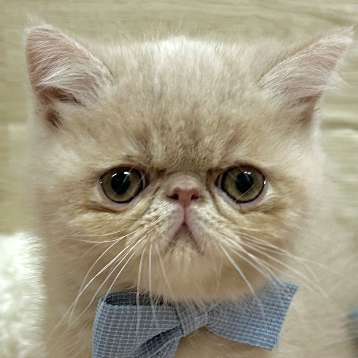 大阪府のエキゾチック (犬の家＆猫の里そよら東岸和田店/2025年9月25日生まれ/男の子/クリーム)の子猫