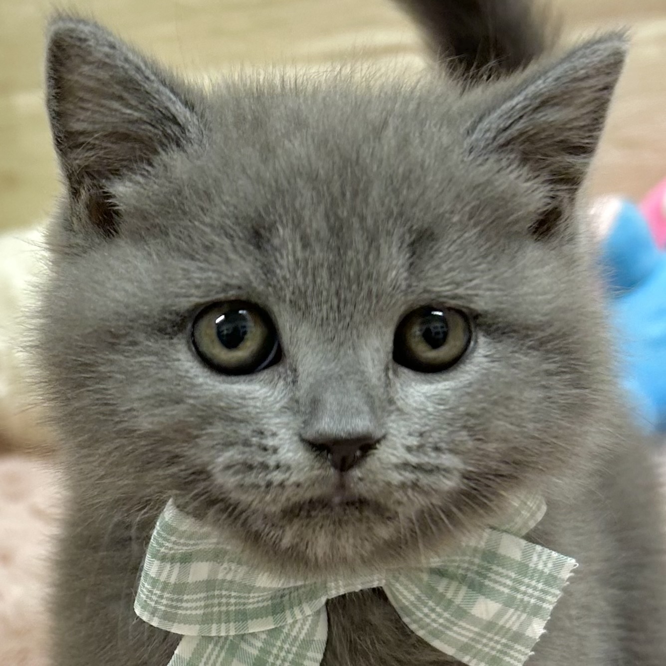 大阪府のブリティッシュショートヘアー (犬の家＆猫の里そよら東岸和田店/2025年9月28日生まれ/女の子/ブルー)の子猫の1枚目の画像