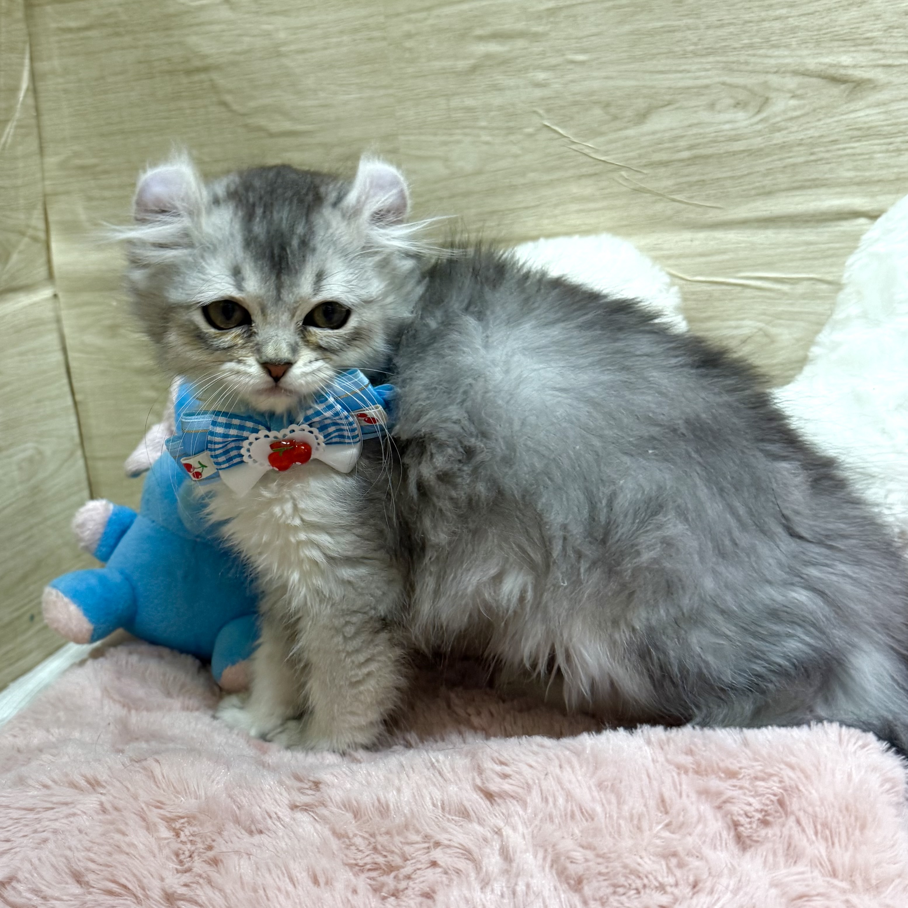 大阪府のアメリカンカール (犬の家＆猫の里そよら東岸和田店/2025年10月14日生まれ/女の子/シルバータビーホワイト)の子猫の2枚目の画像