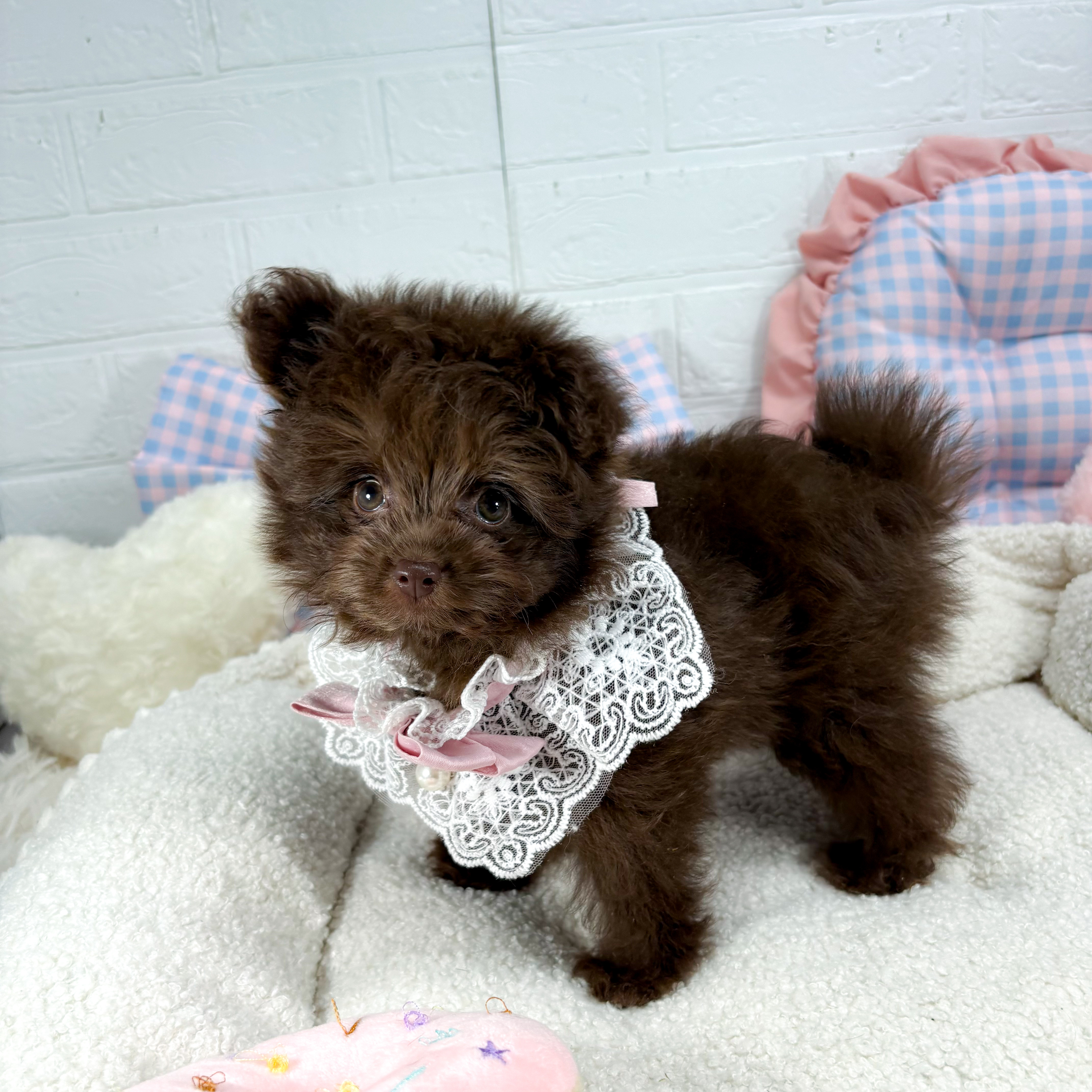 神奈川県のポメプー(ポメラニアン×プードル) (犬の家＆猫の里元住吉ブレーメン通り店/2025年5月15日生まれ/女の子/チョコレート)の子犬の2枚目の画像