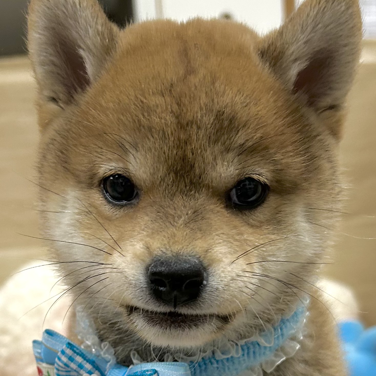 大阪府の柴犬(標準サイズ) (犬の家＆猫の里そよら東岸和田店/2025年9月20日生まれ/女の子/赤)の子犬