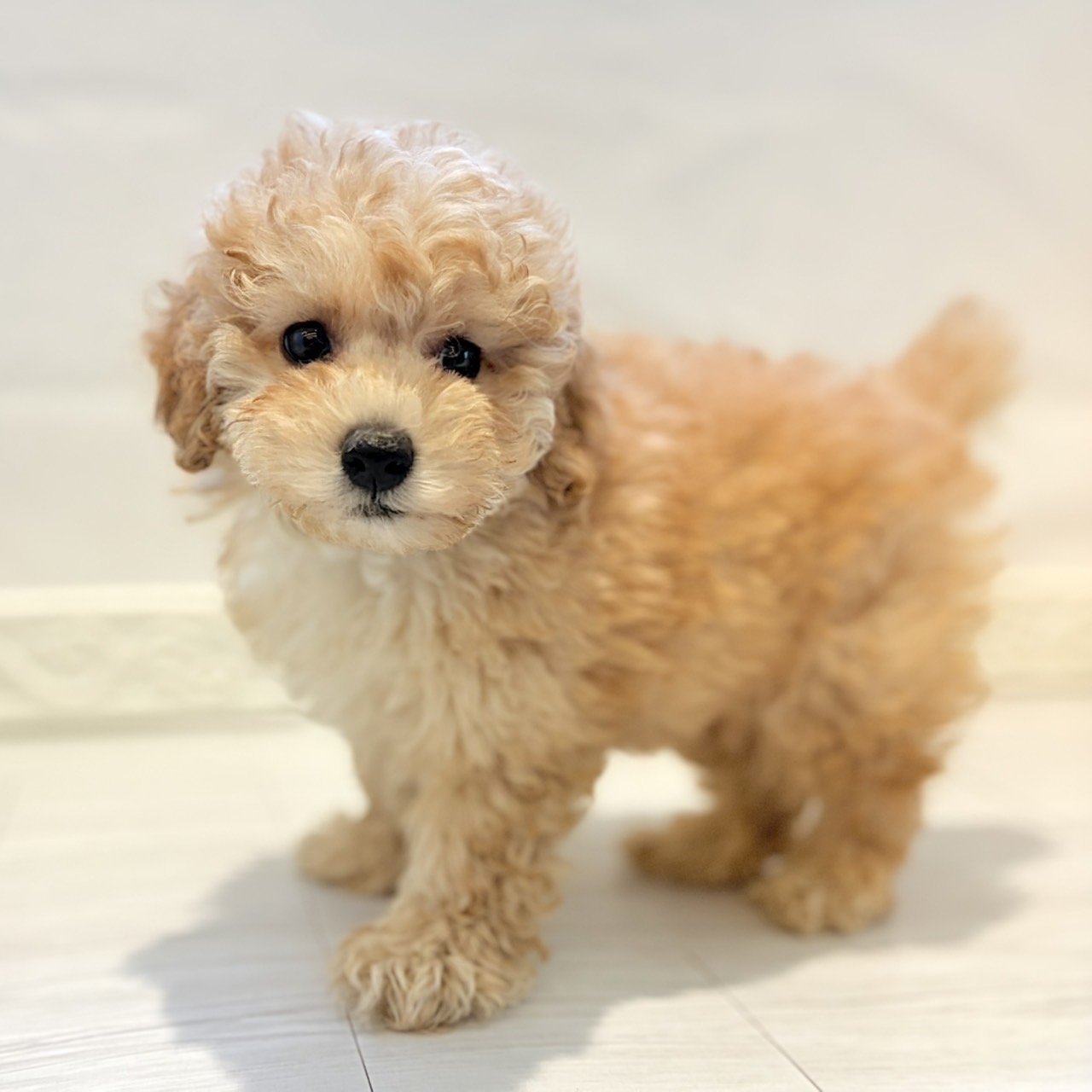 愛知県のトイプードル(トイ) (犬の家＆猫の里春日井本店/2026年7月31日生まれ/男の子/アプリコット)の子犬の1枚目の画像