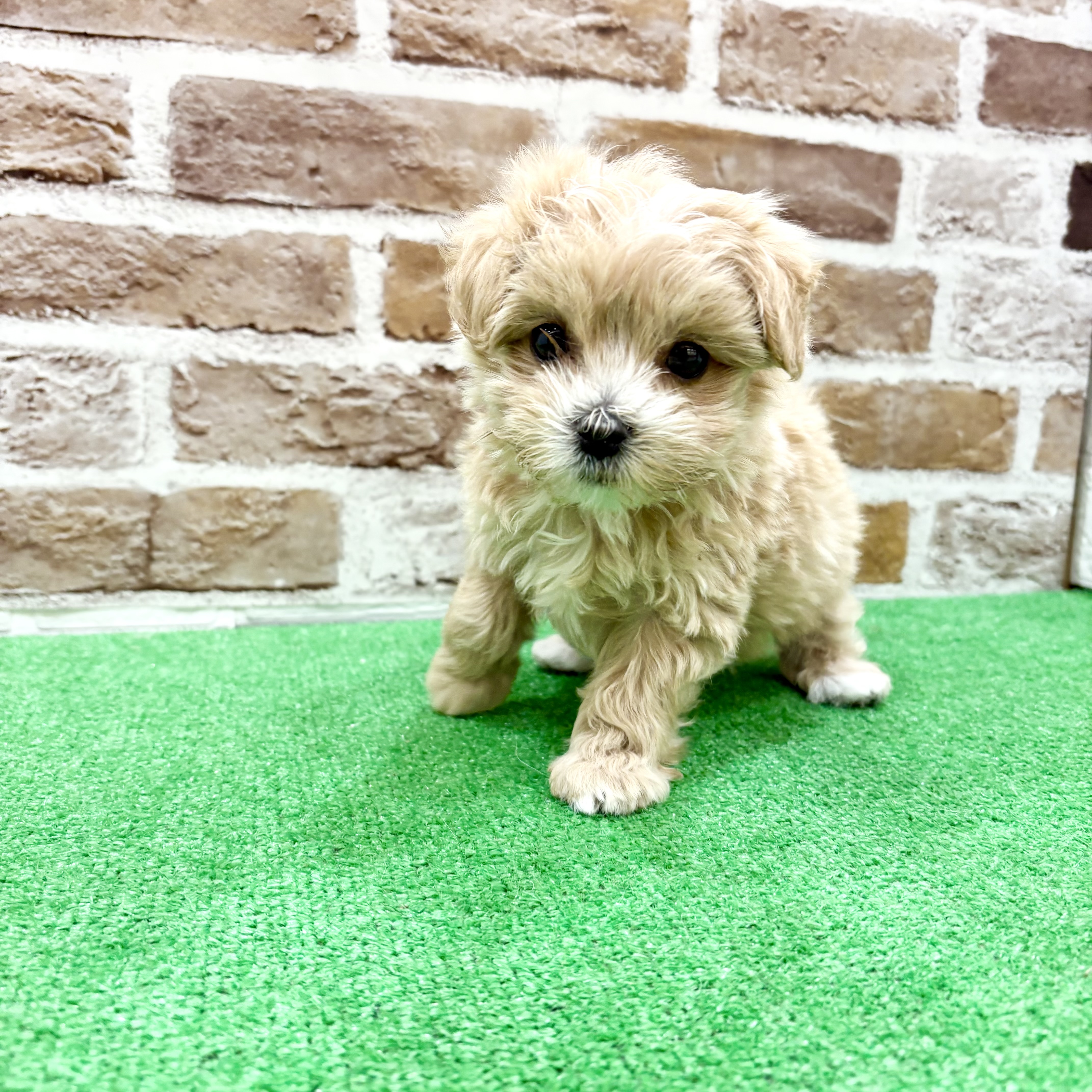 三重県のマルプー(マルチーズ×プードル) (犬の家＆猫の里三重桑名店/2025年12月8日生まれ/女の子/アプリコットホワイト)の子犬の2枚目の画像